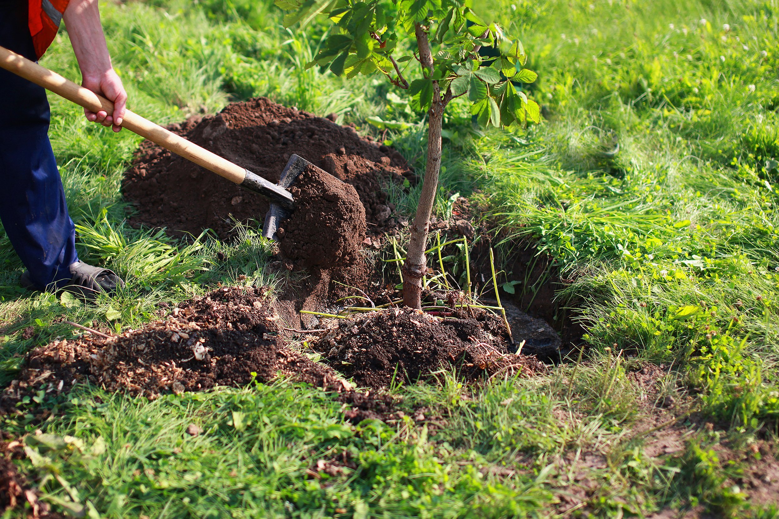 man is planting a medium size tree in yard with shovel