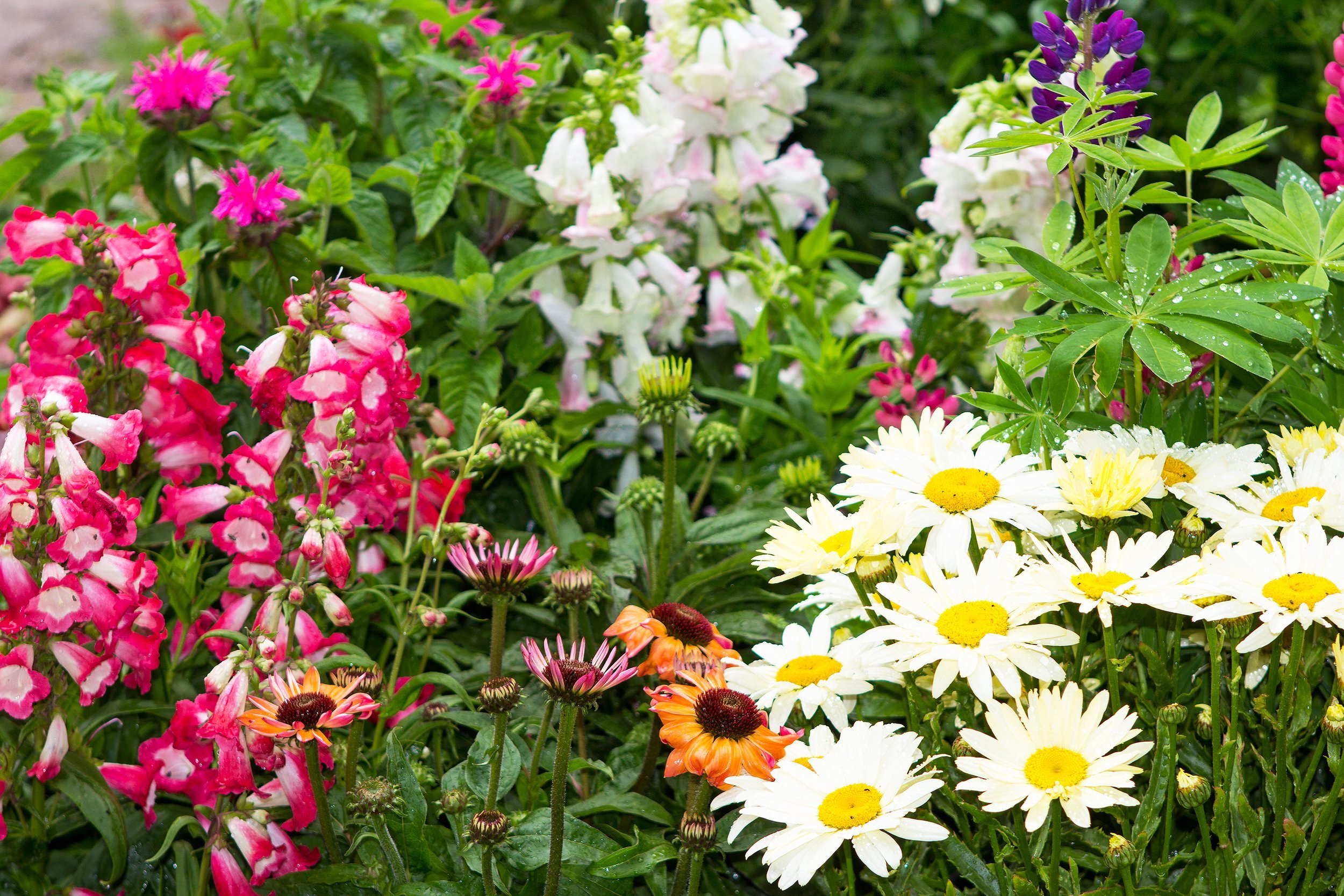 perennial plants with many blossoms in the garden