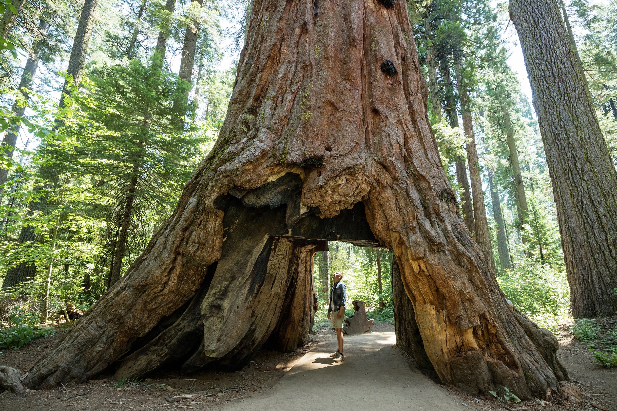 man standing looking at giant big Red Wood tree