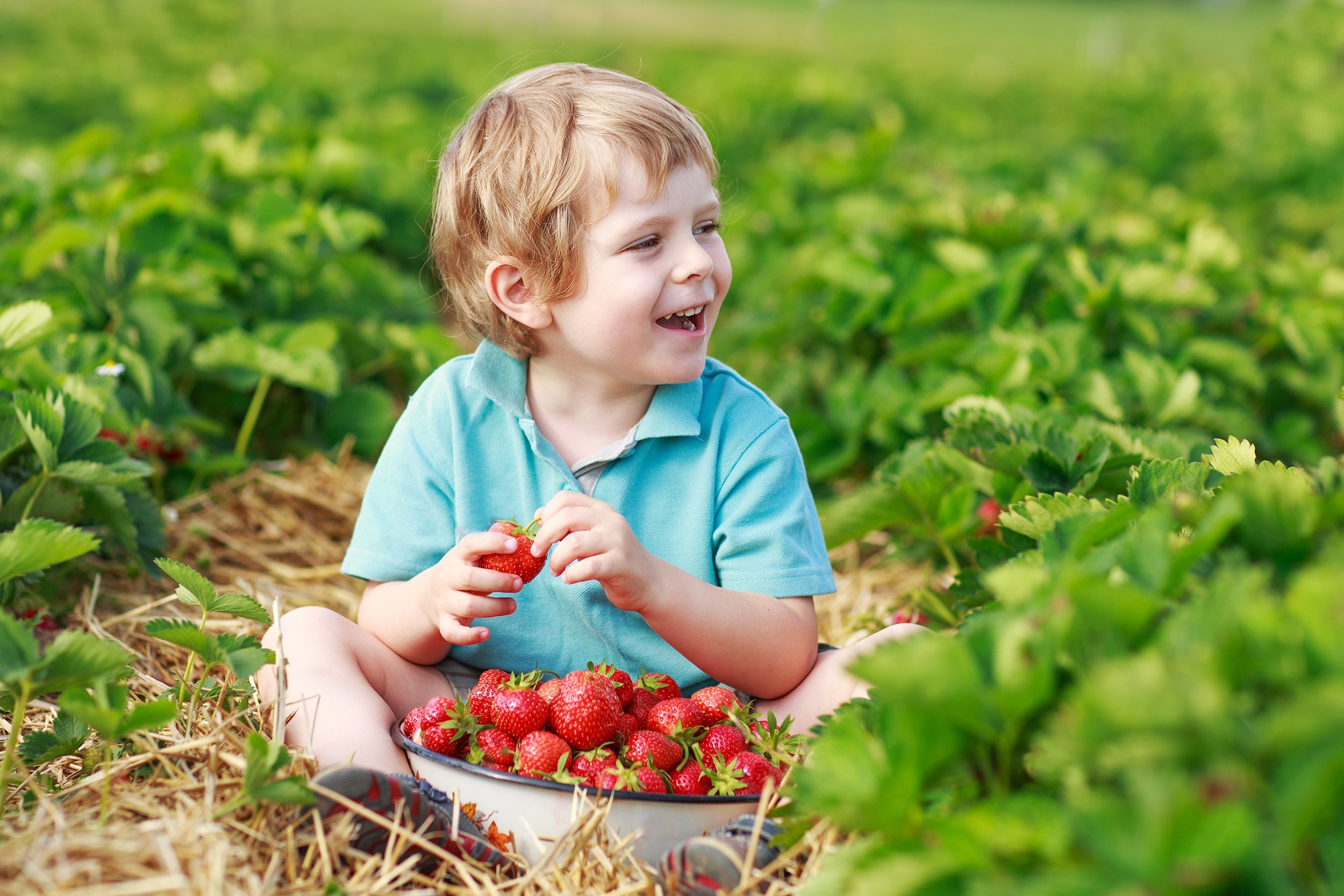happy little toddler boy on pick a berry farm picking strawberries in bucket