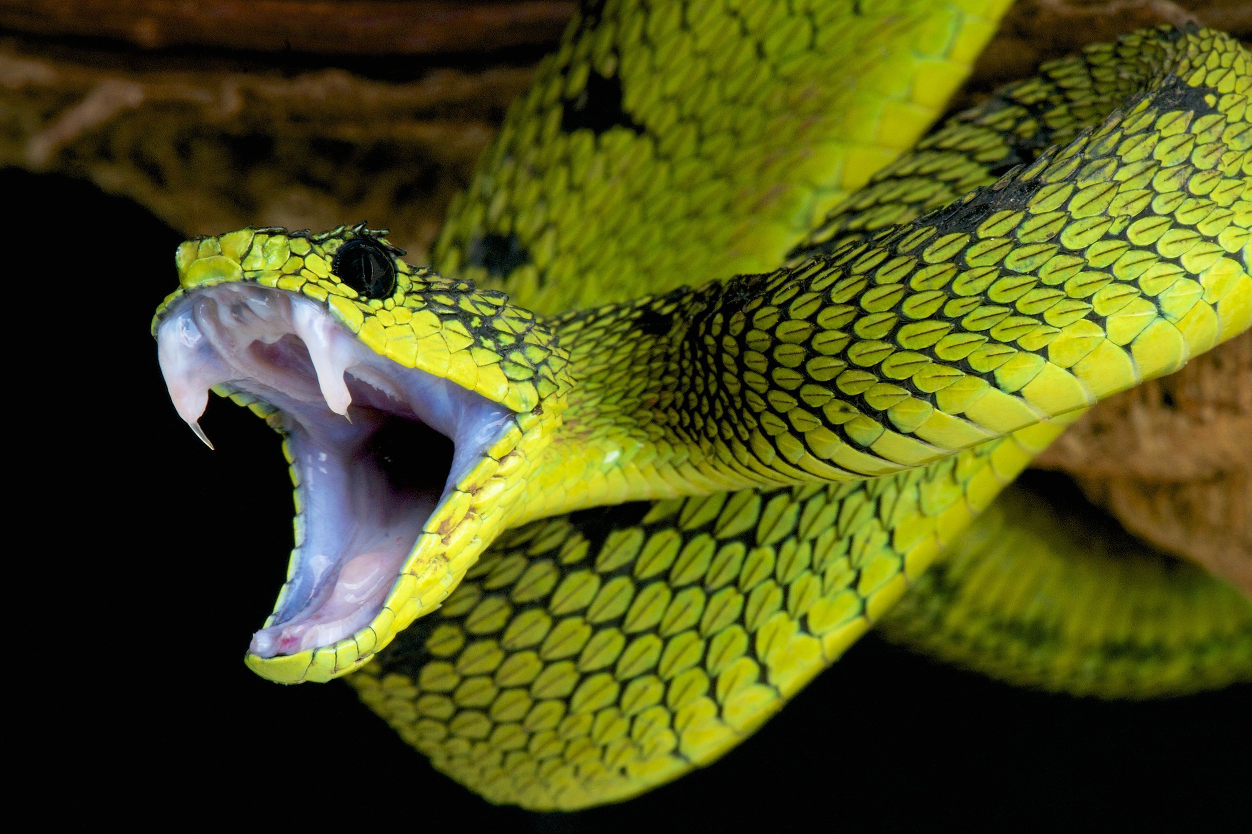 Great Lakes Bush Viper biting