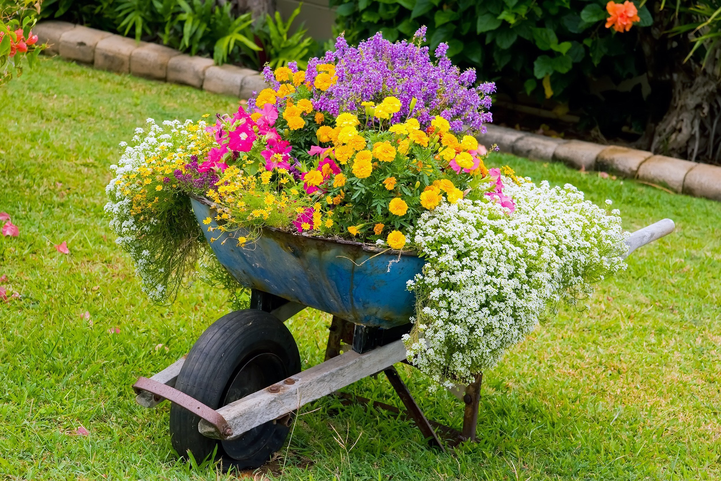 wheelbarrow full of colorful flowers on a grass lawn