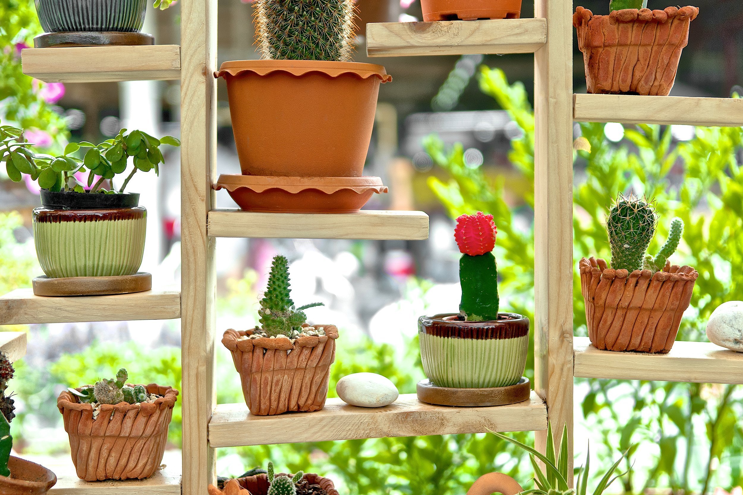 small cactus in the pots on shelf furniture