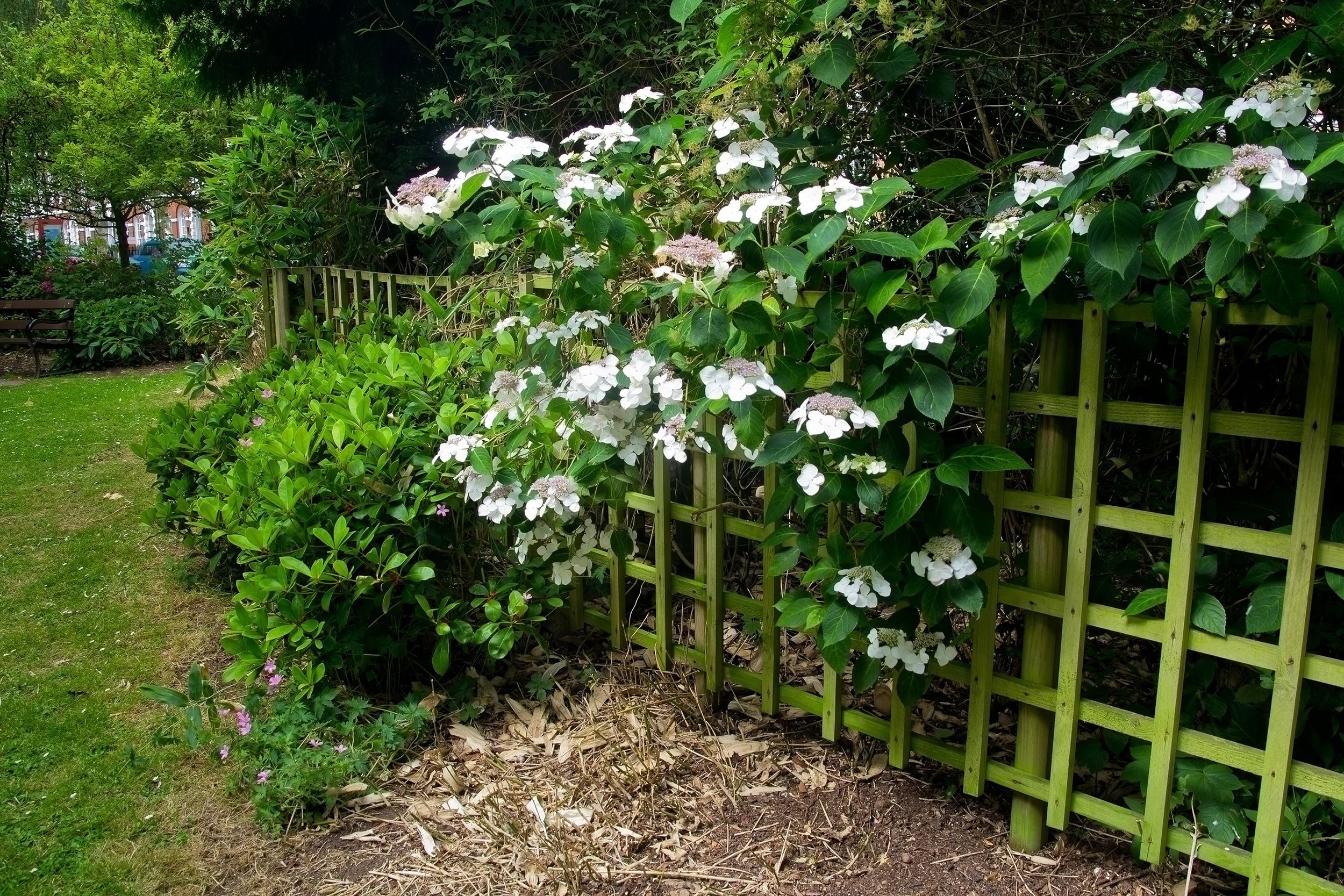 hydrangea bushes with trellis fence