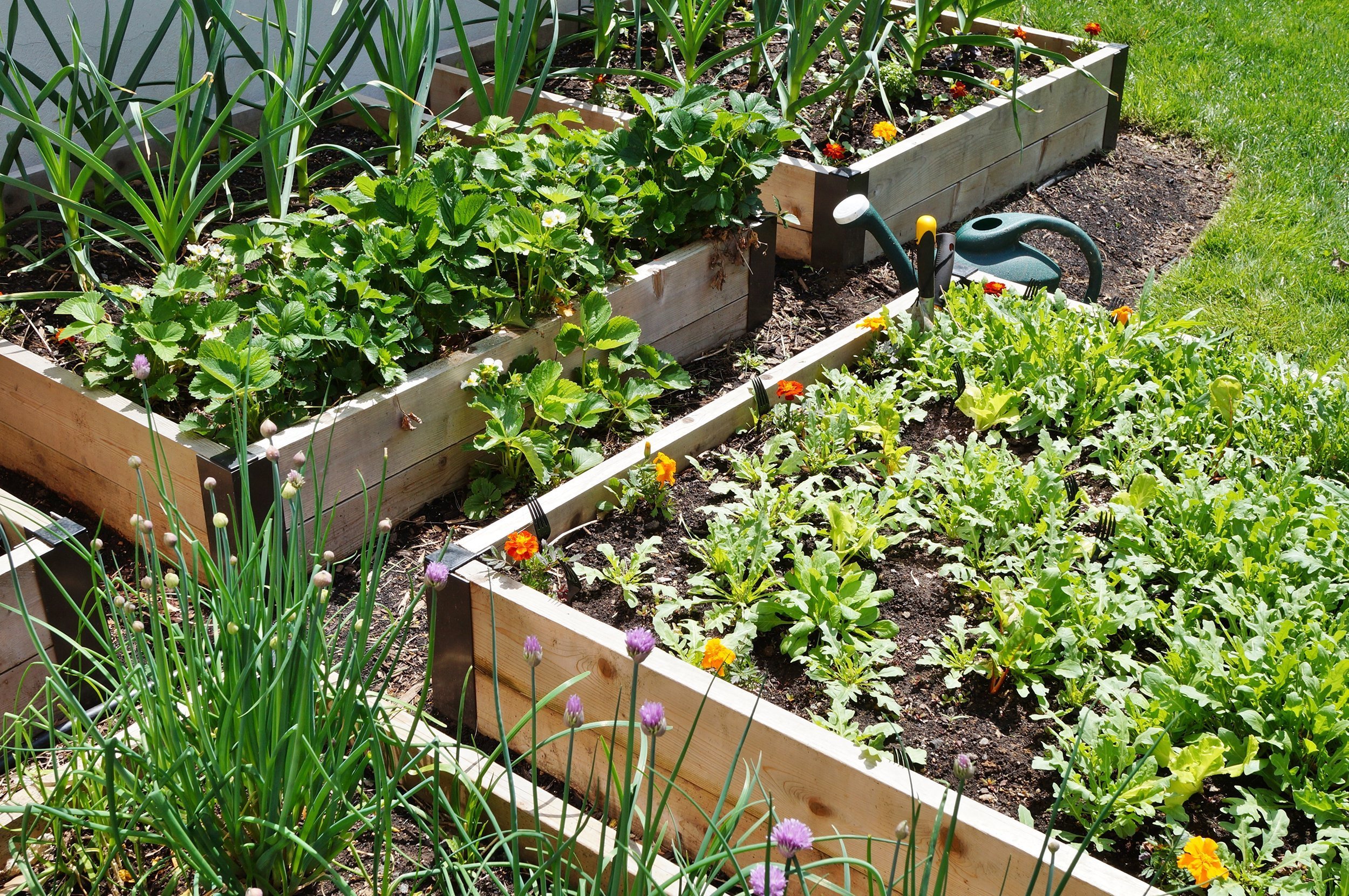 raised bed vegetable garden in spring
