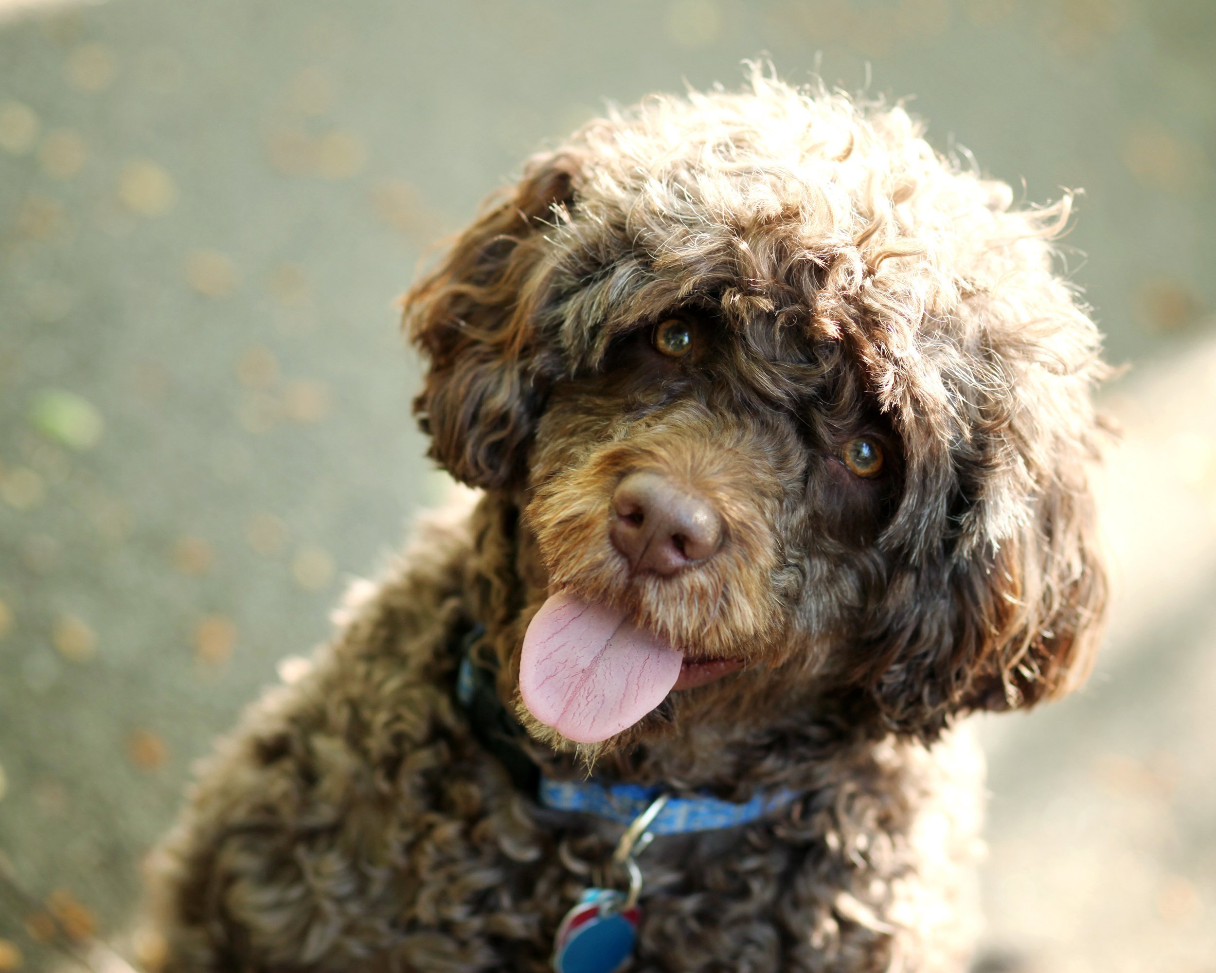 Portuguese Water Dog