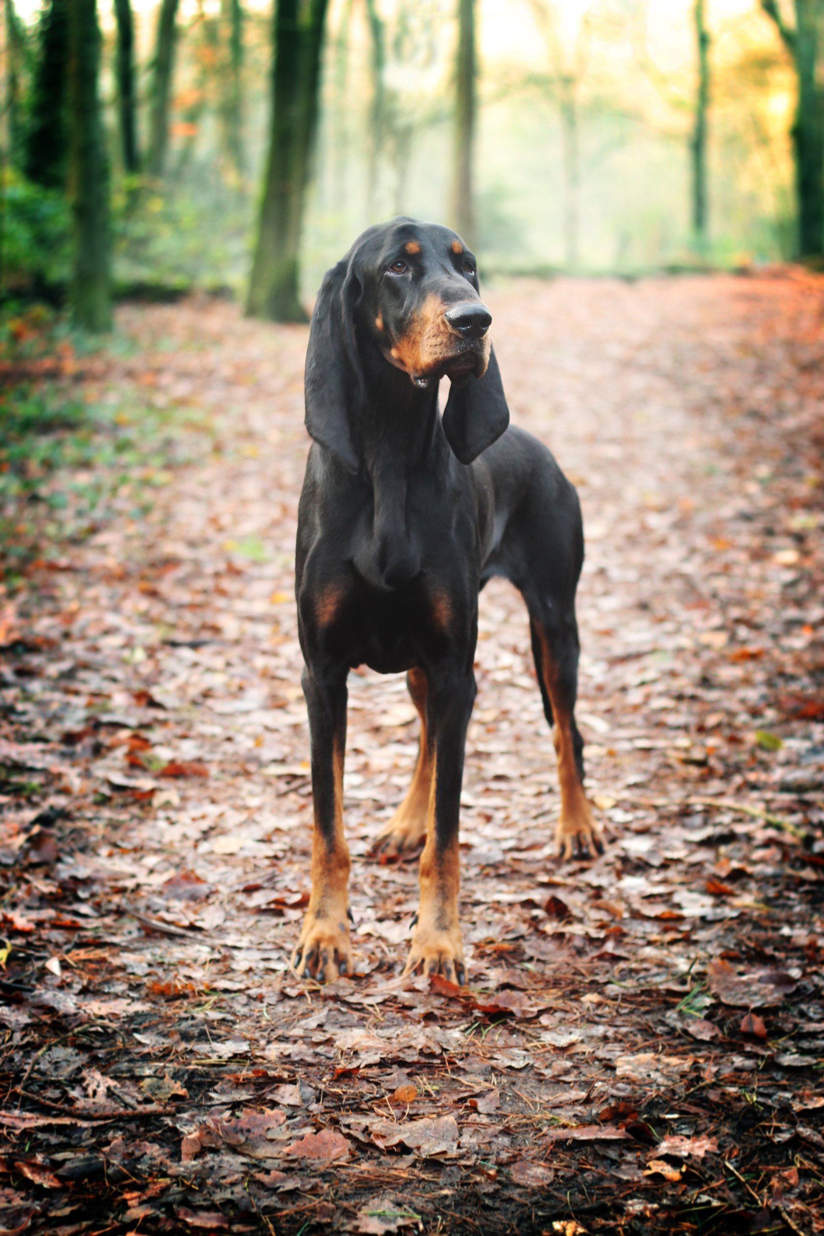 Black and Tan Coonhounds