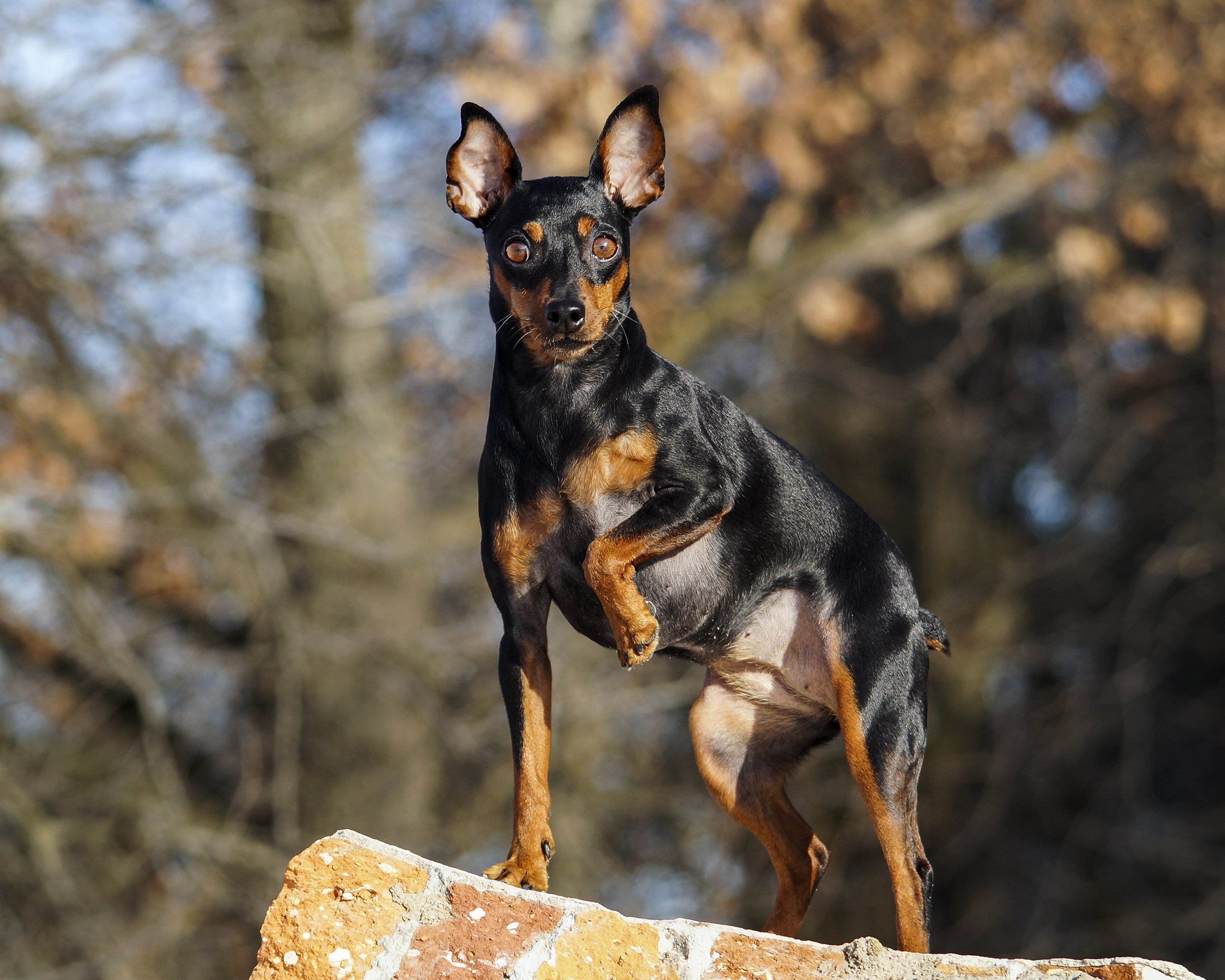 Miniature Pinscher