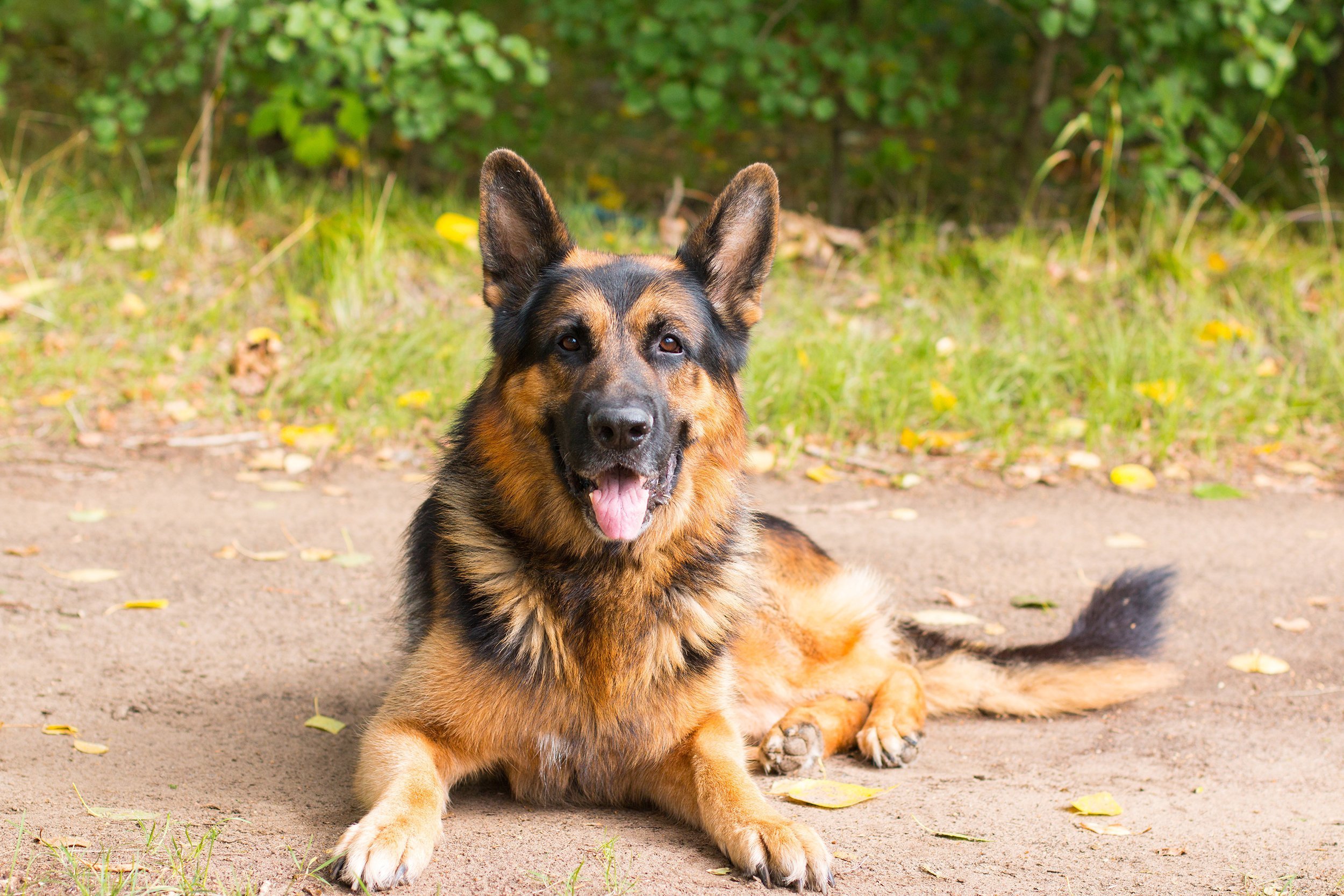 German Shepherd