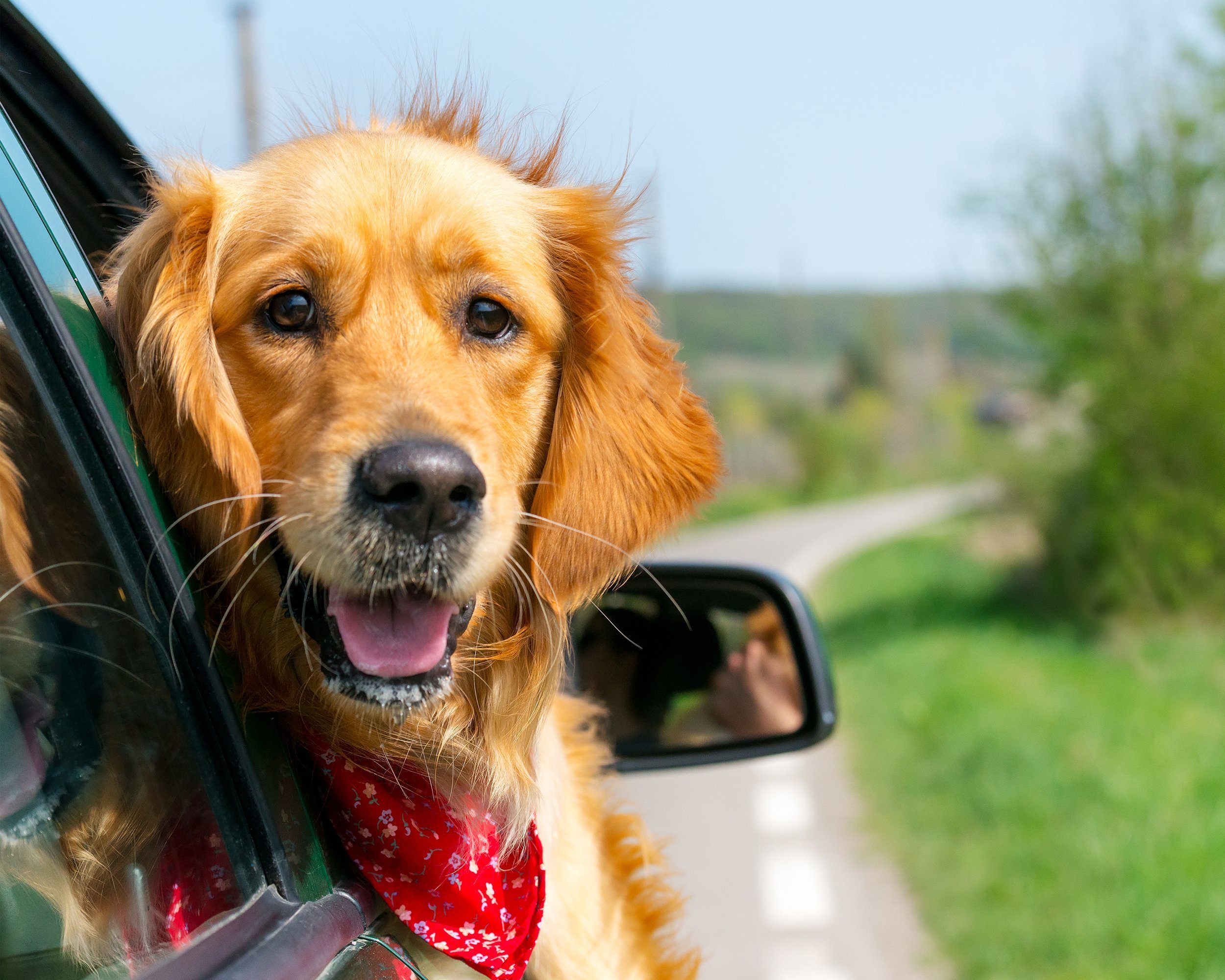 Golden Retriever