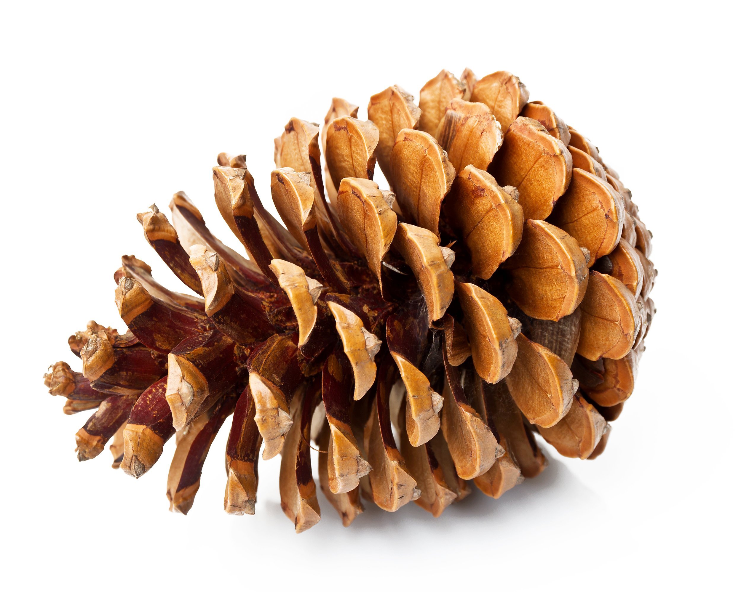 pine cone