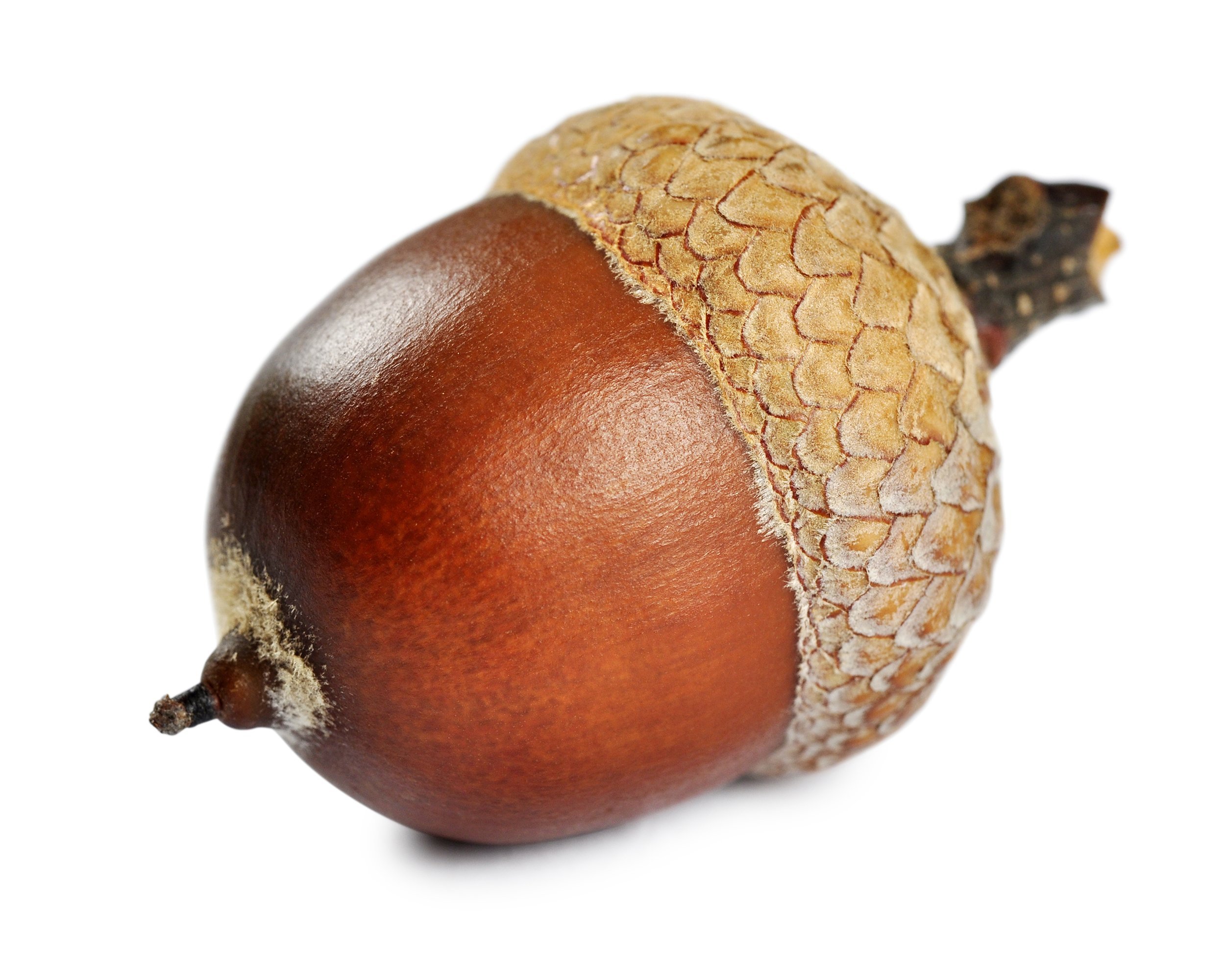 acorn