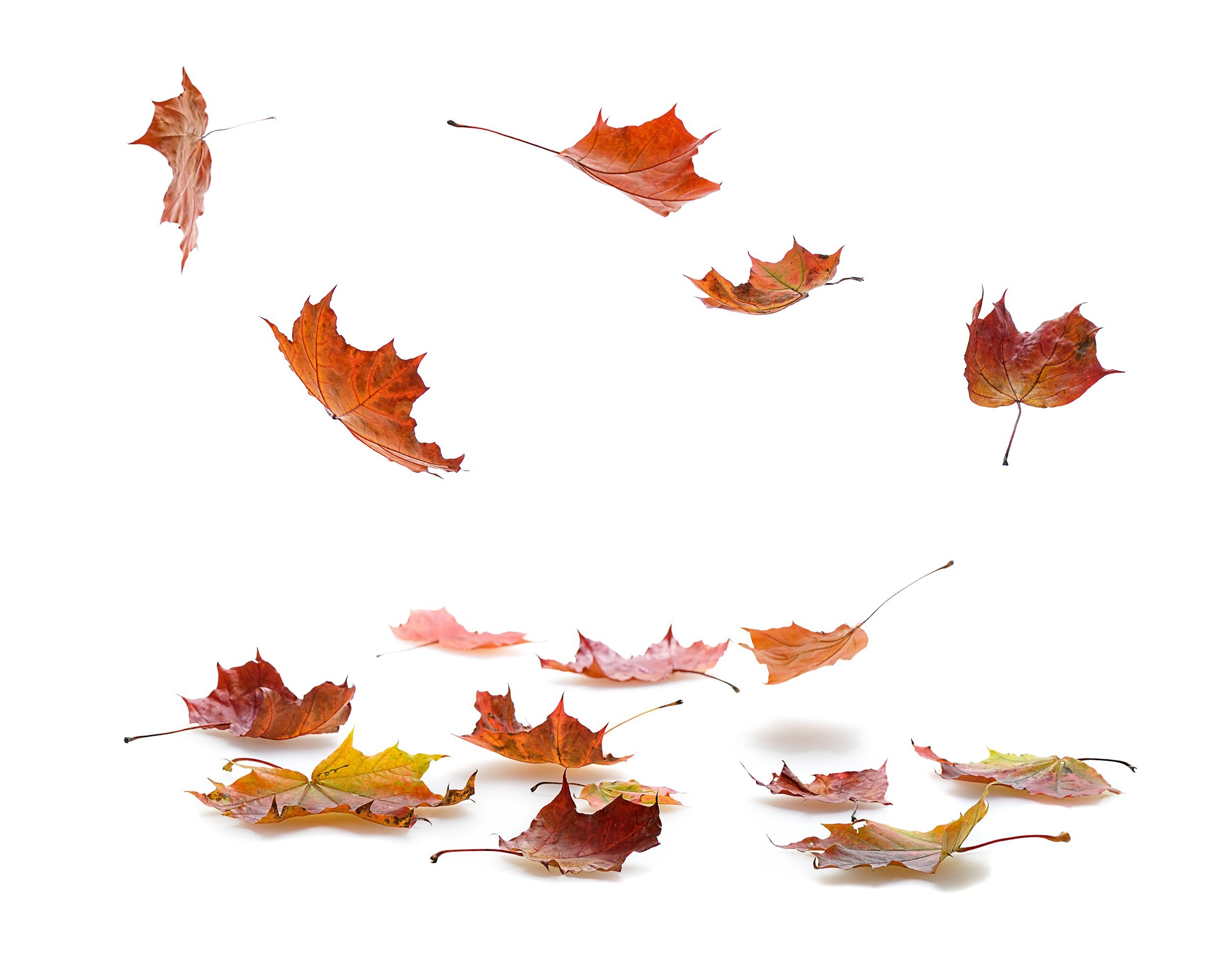 autumn maple leaves falling