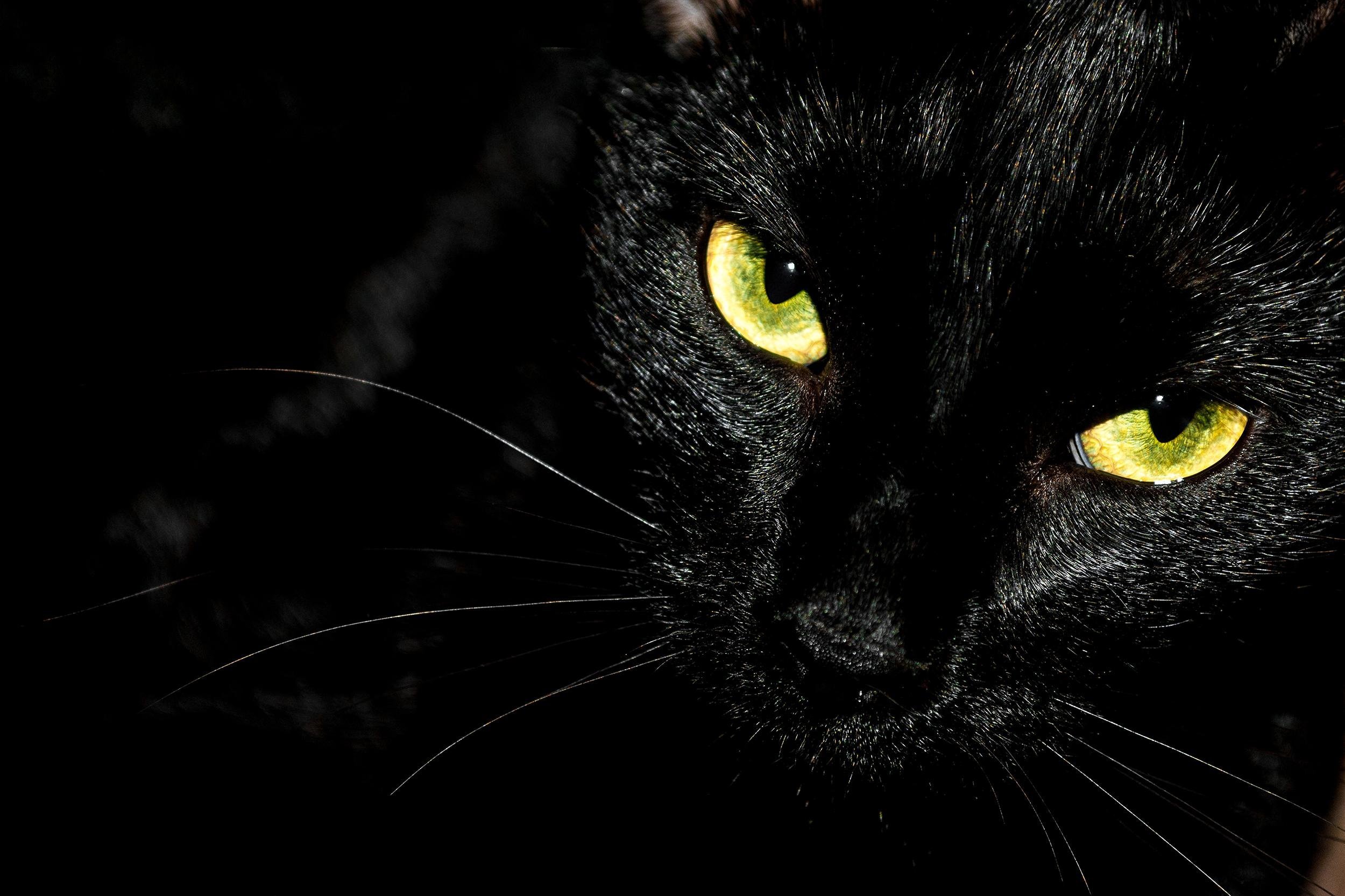 BLACK CAT DOOR