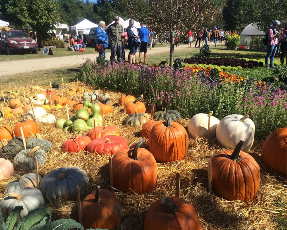 Pumpkins and flowers at Common Ground Country Fair, Unity, Maine