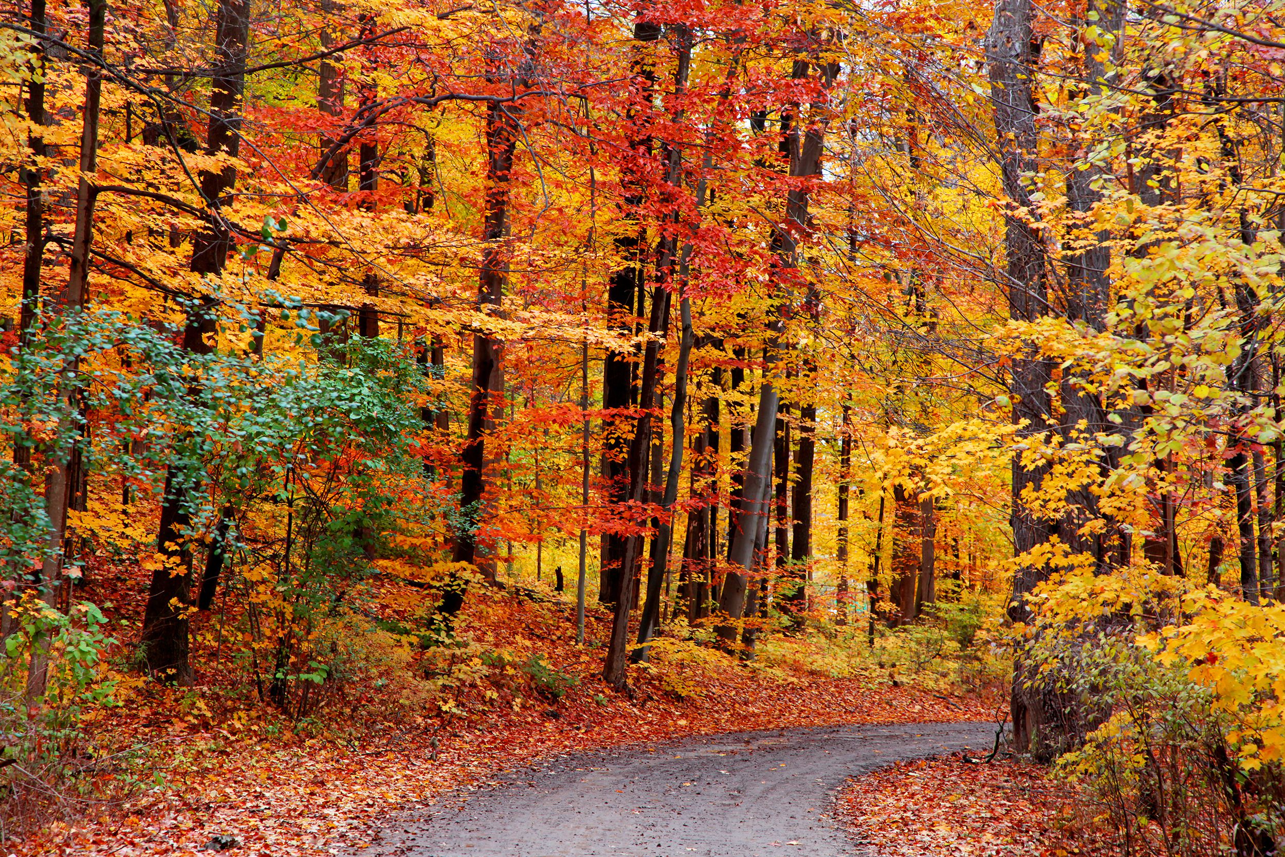 Beautiful bike trail through autumn trees in Hampshire County, Massachusetts