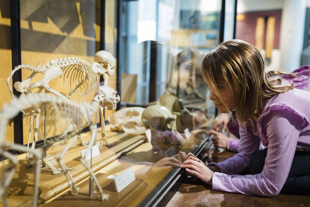 Peggy Notebaert Nature Museum, Chicago
