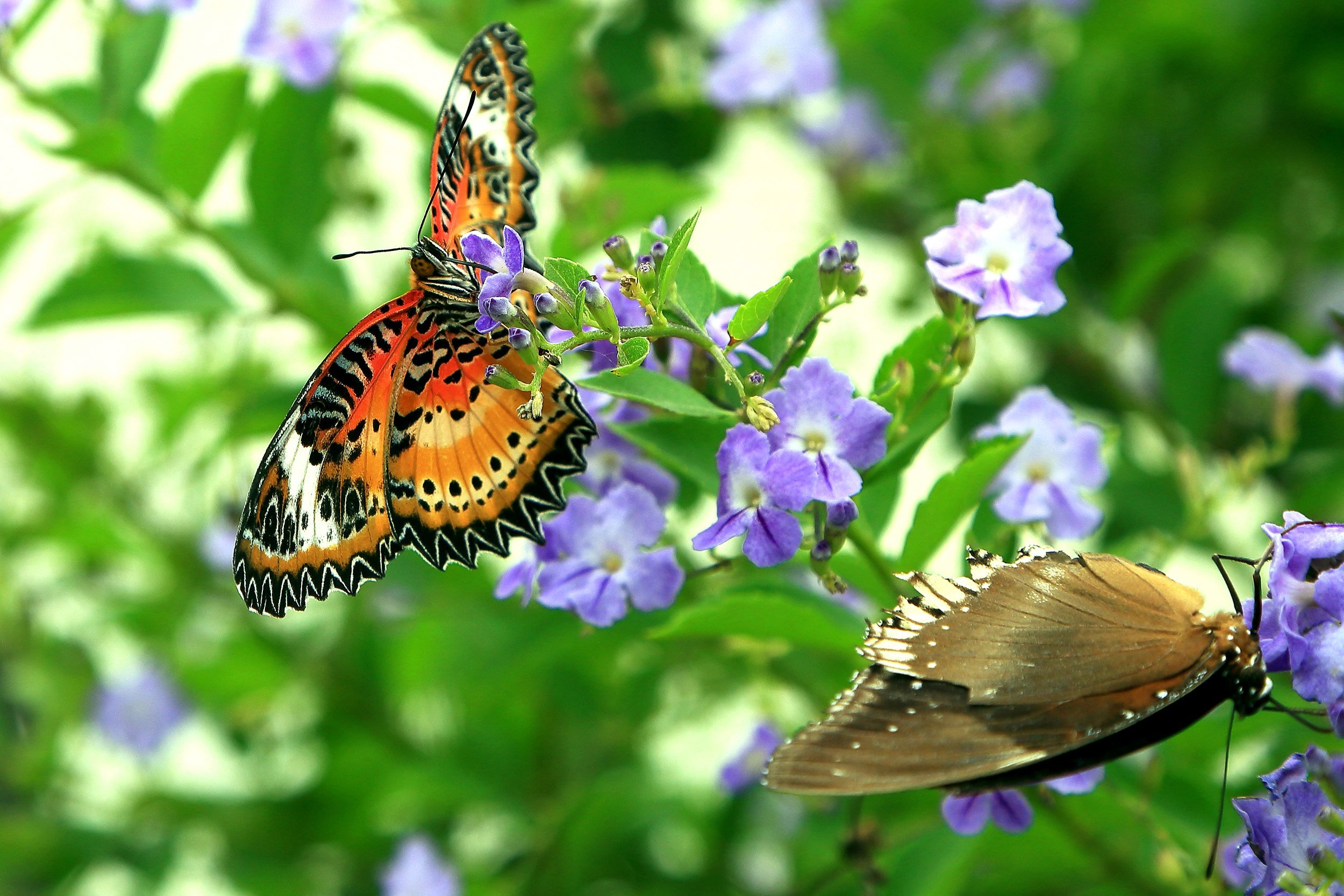 butterflies sitting on flowers