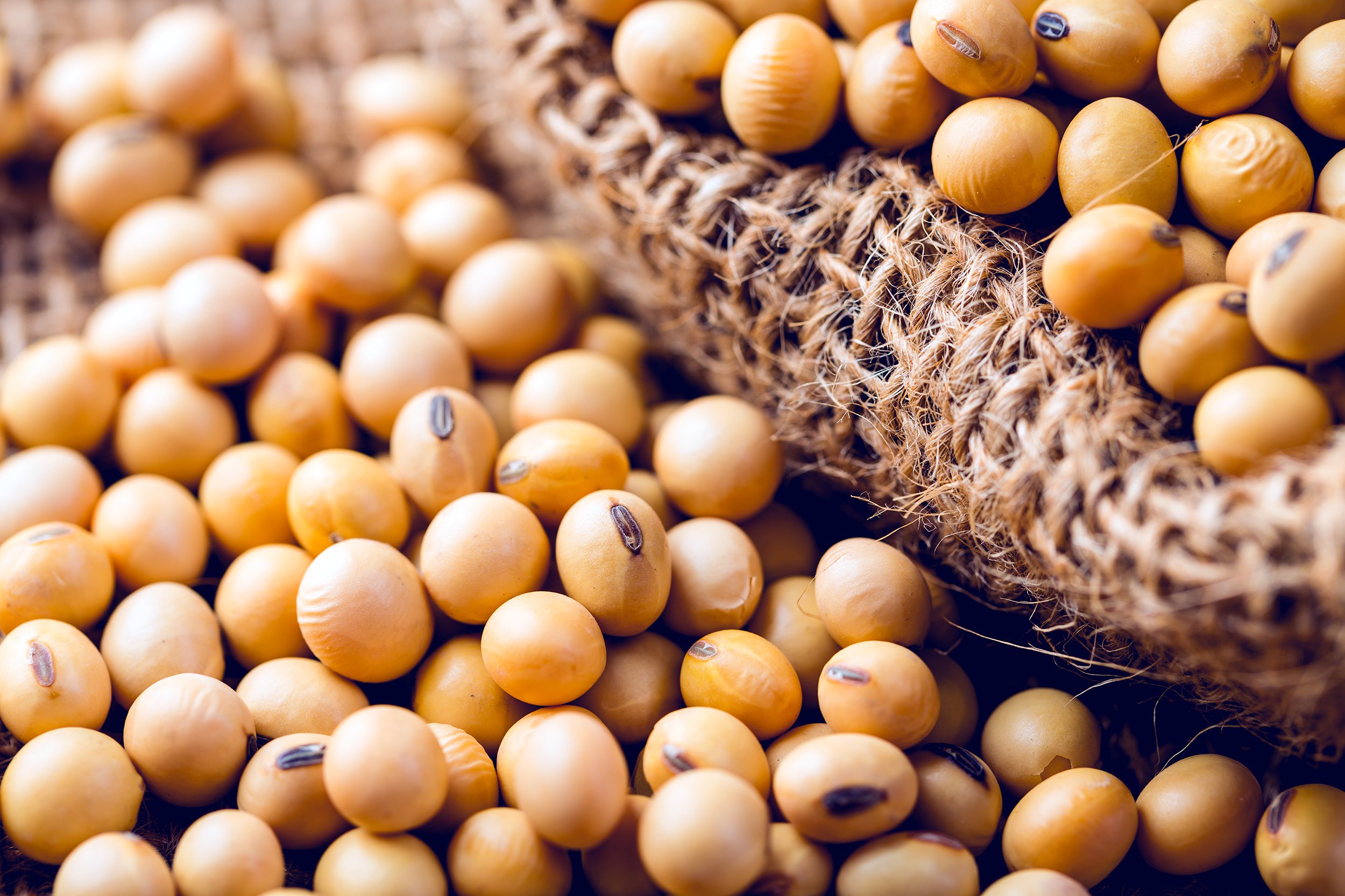 soy bean spill out from sackcloth close up