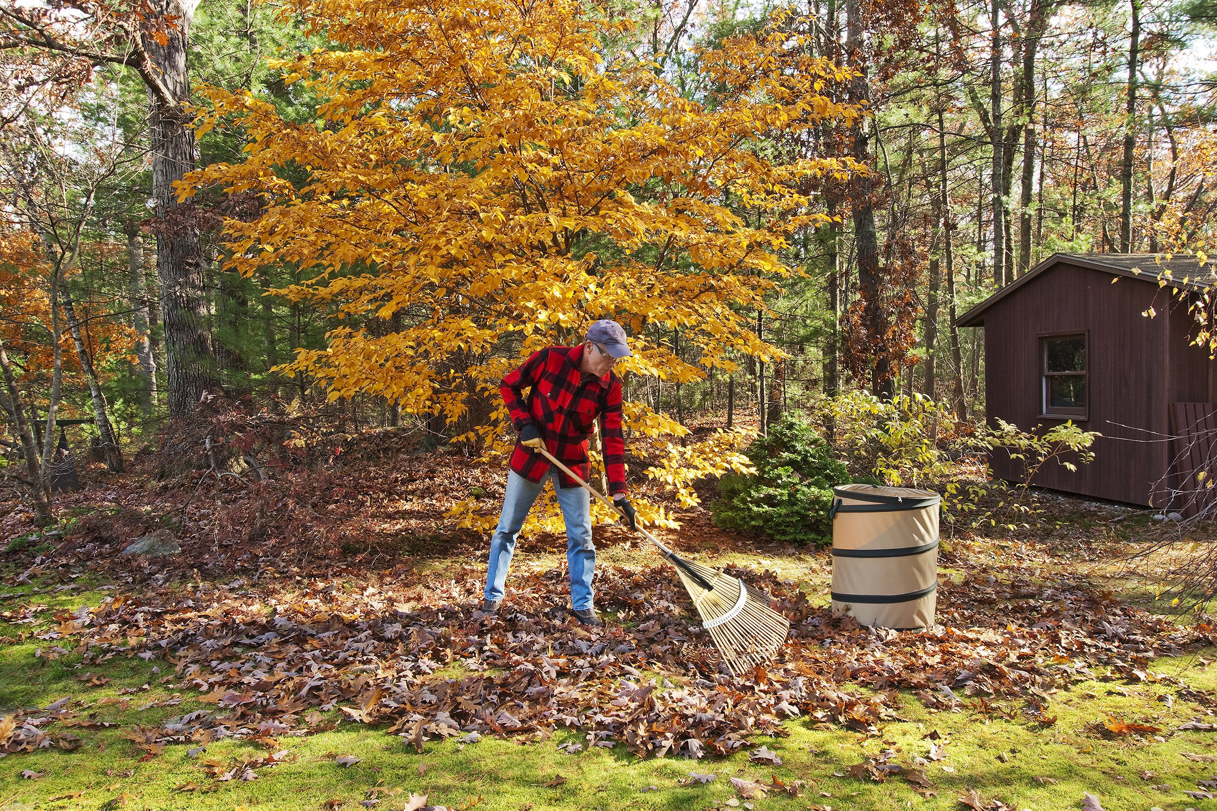Older man raking autumn leaves in his yard
