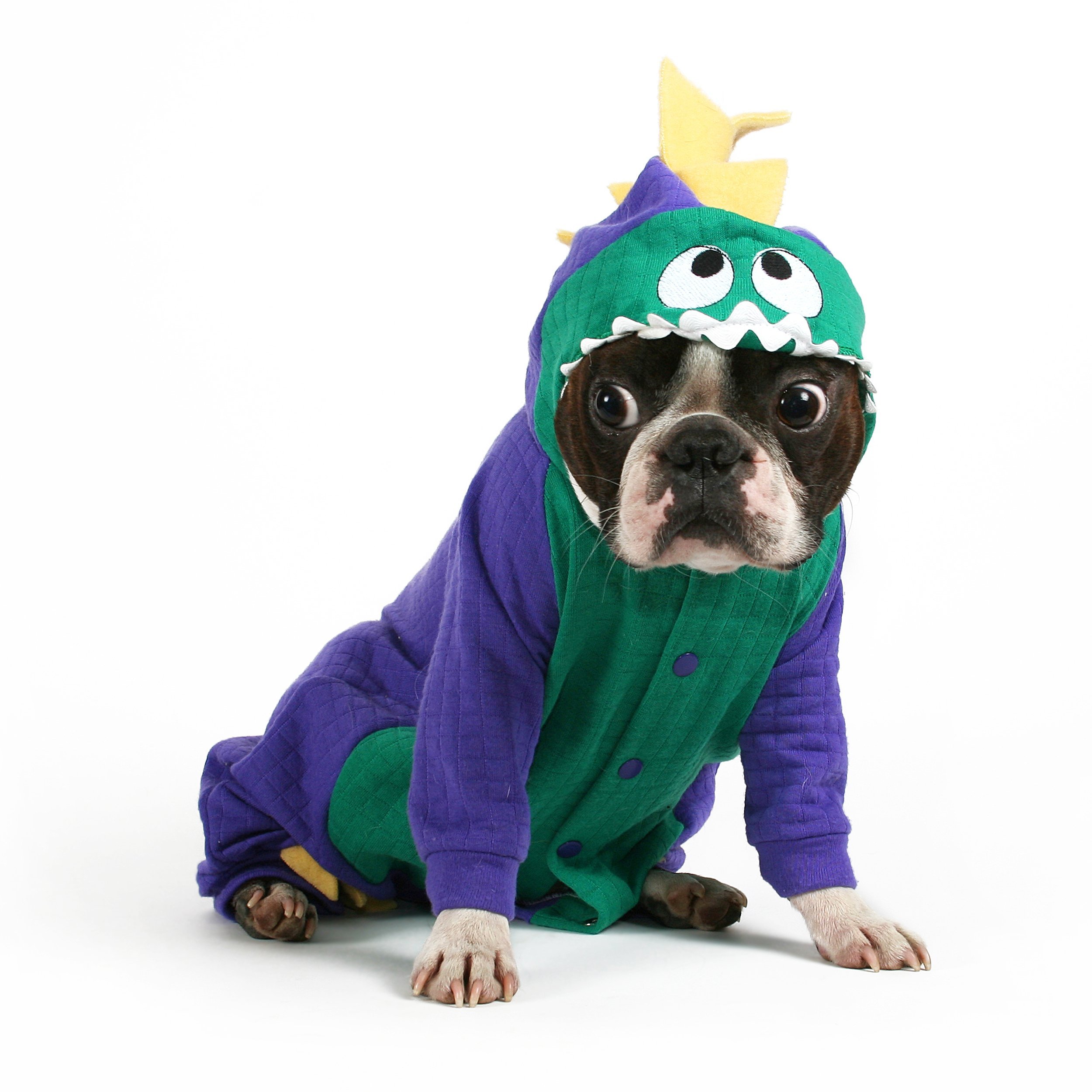 Boston Terrier in a dinosaur costume