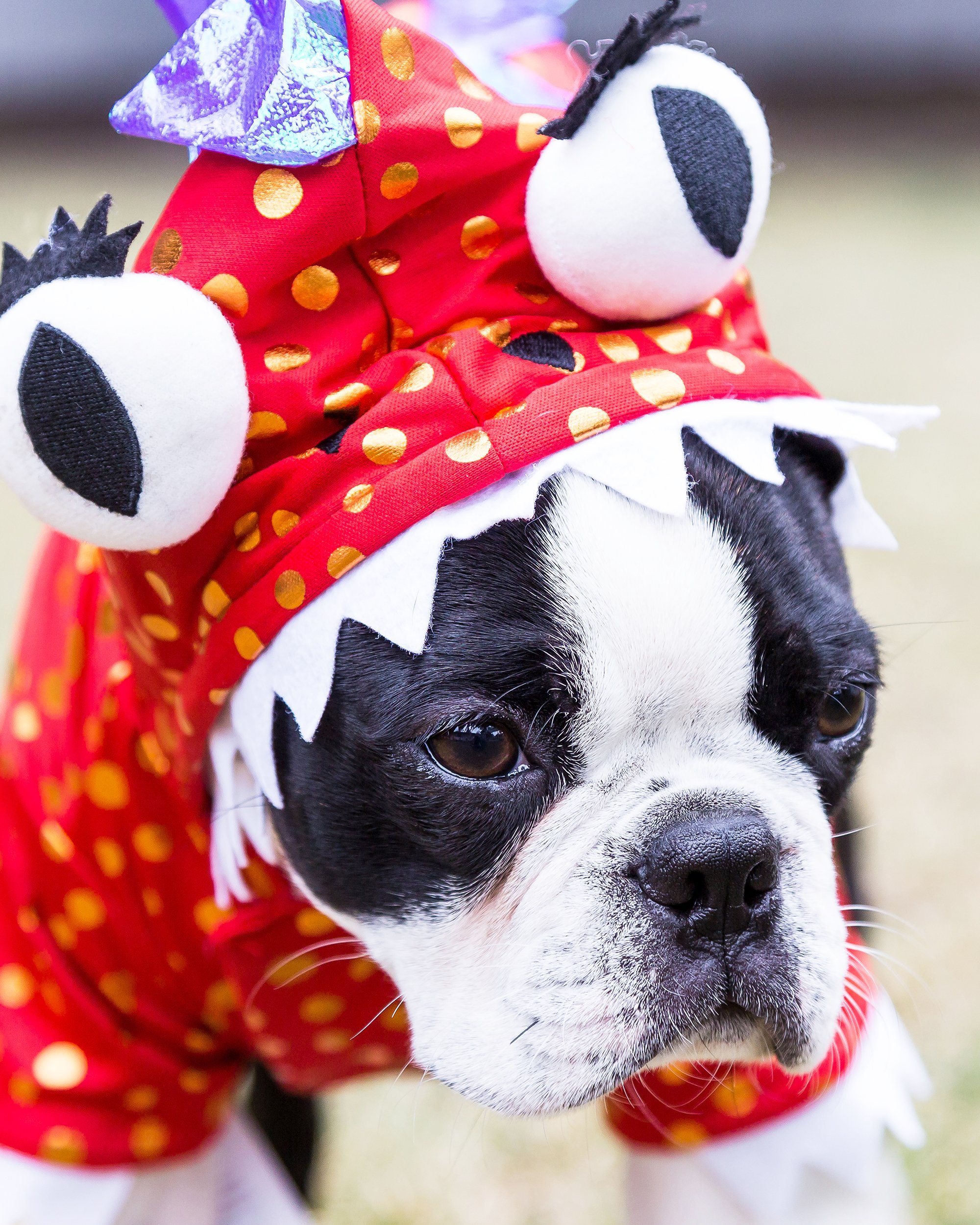 Boston Terrier puppy in monster costume