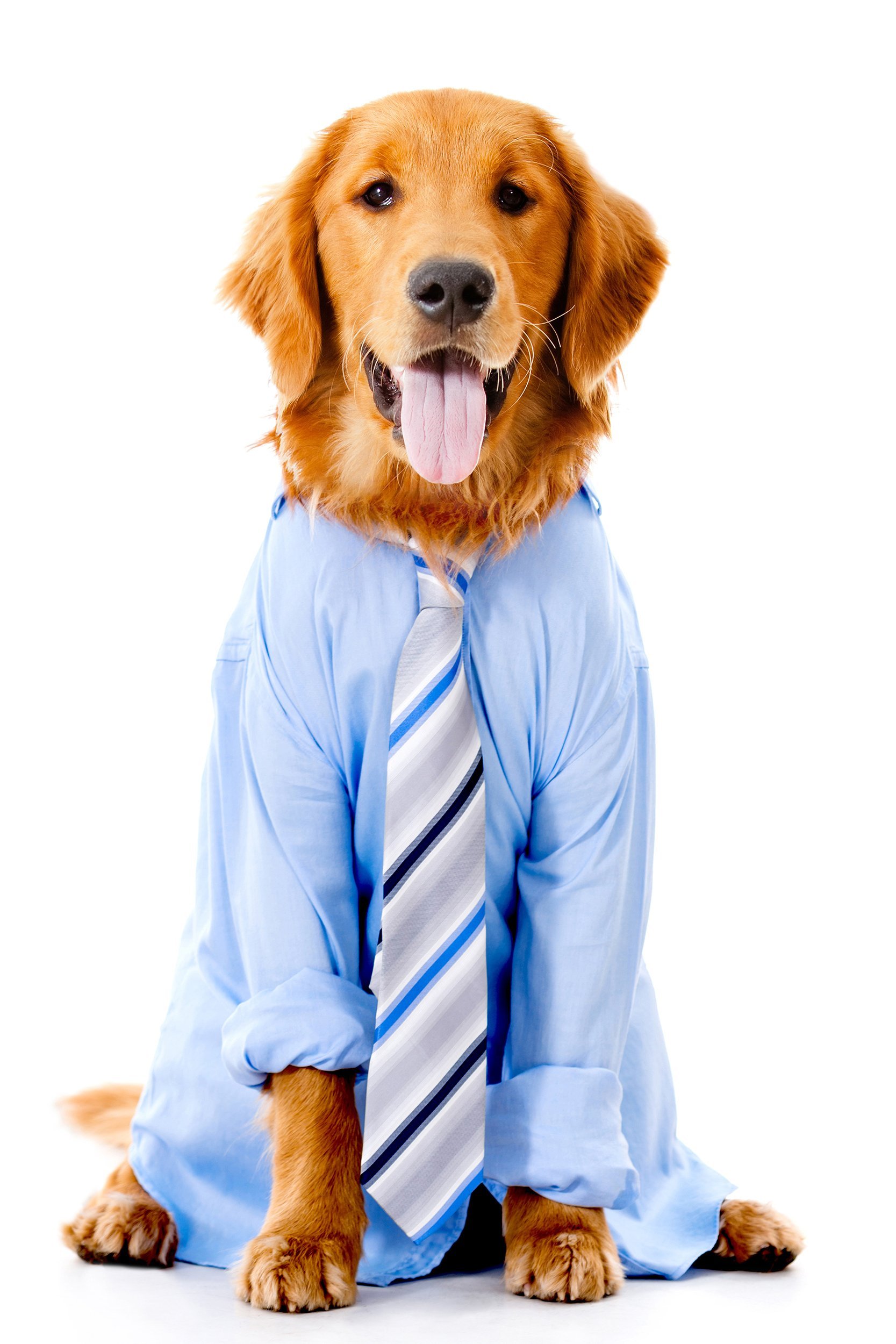 dog dressed in a business suit