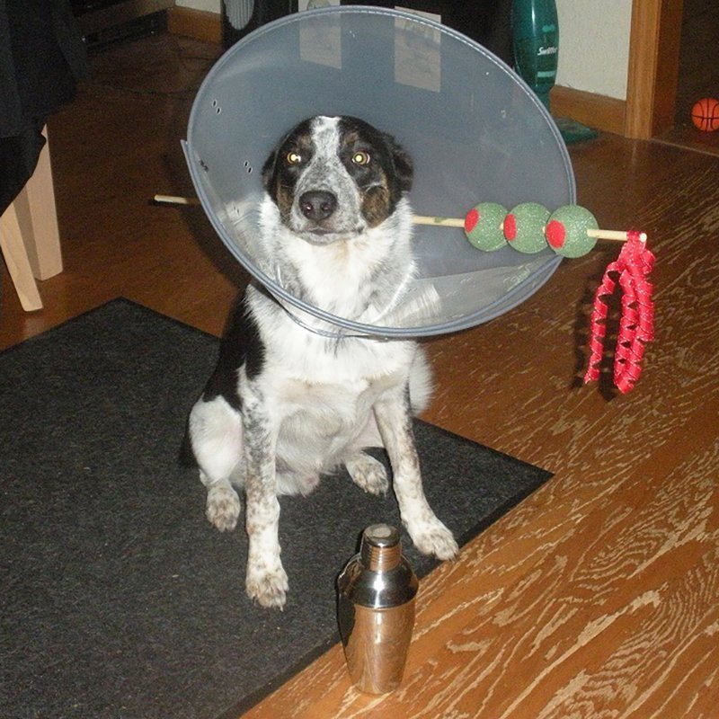 dog in martini costume