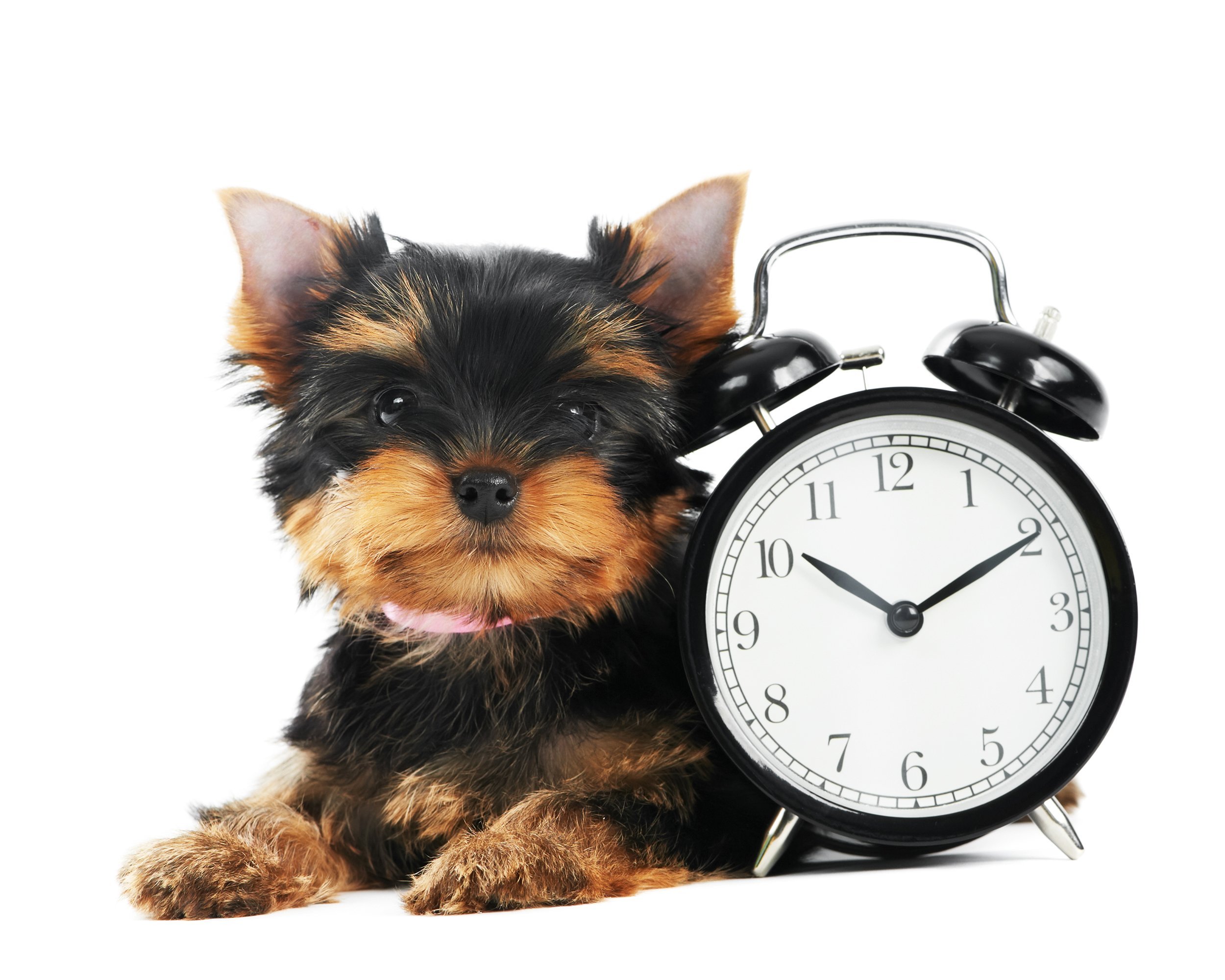 Yorkshire Terrier puppy dog with alarm clock