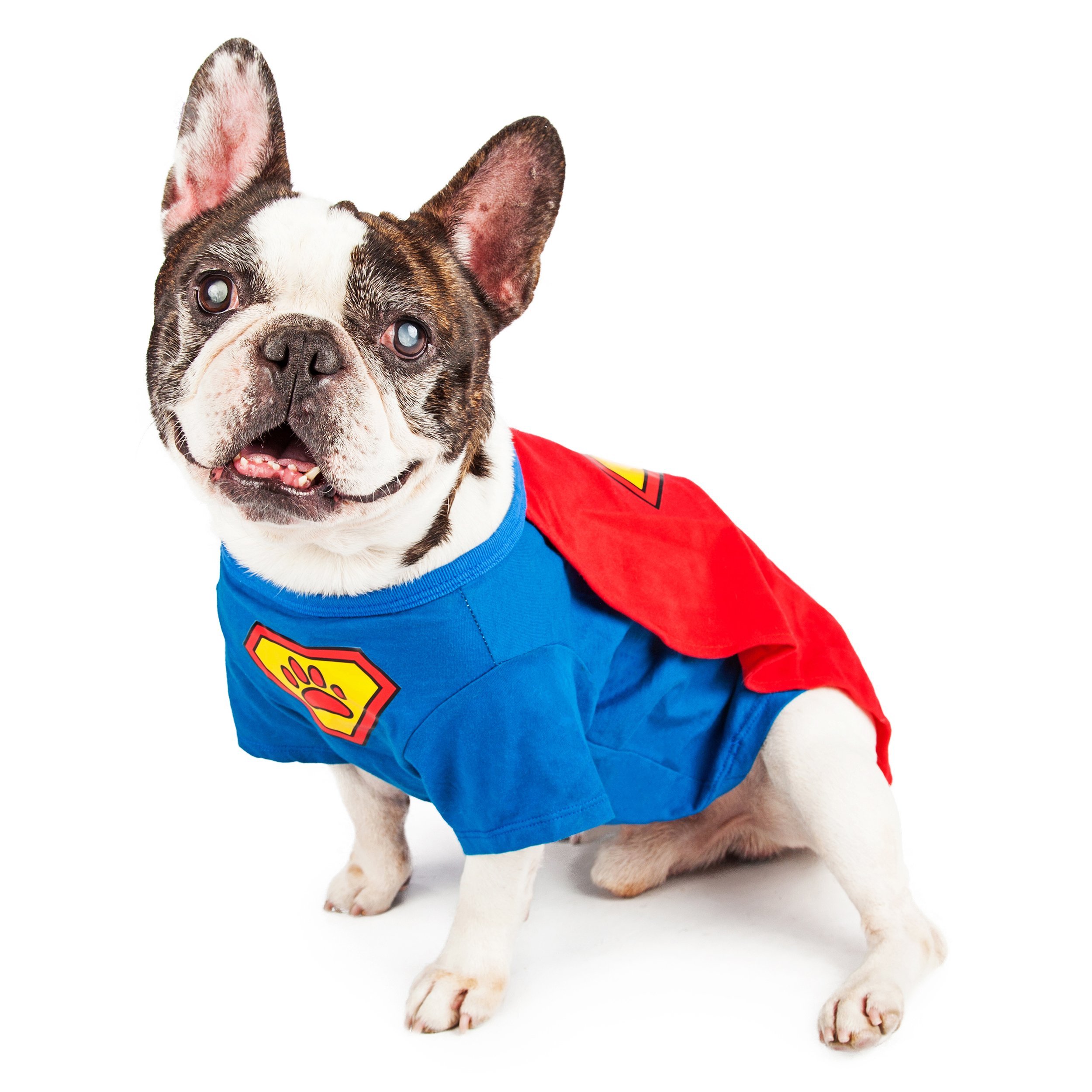 French Bulldog breed dog wearing a super hero costume