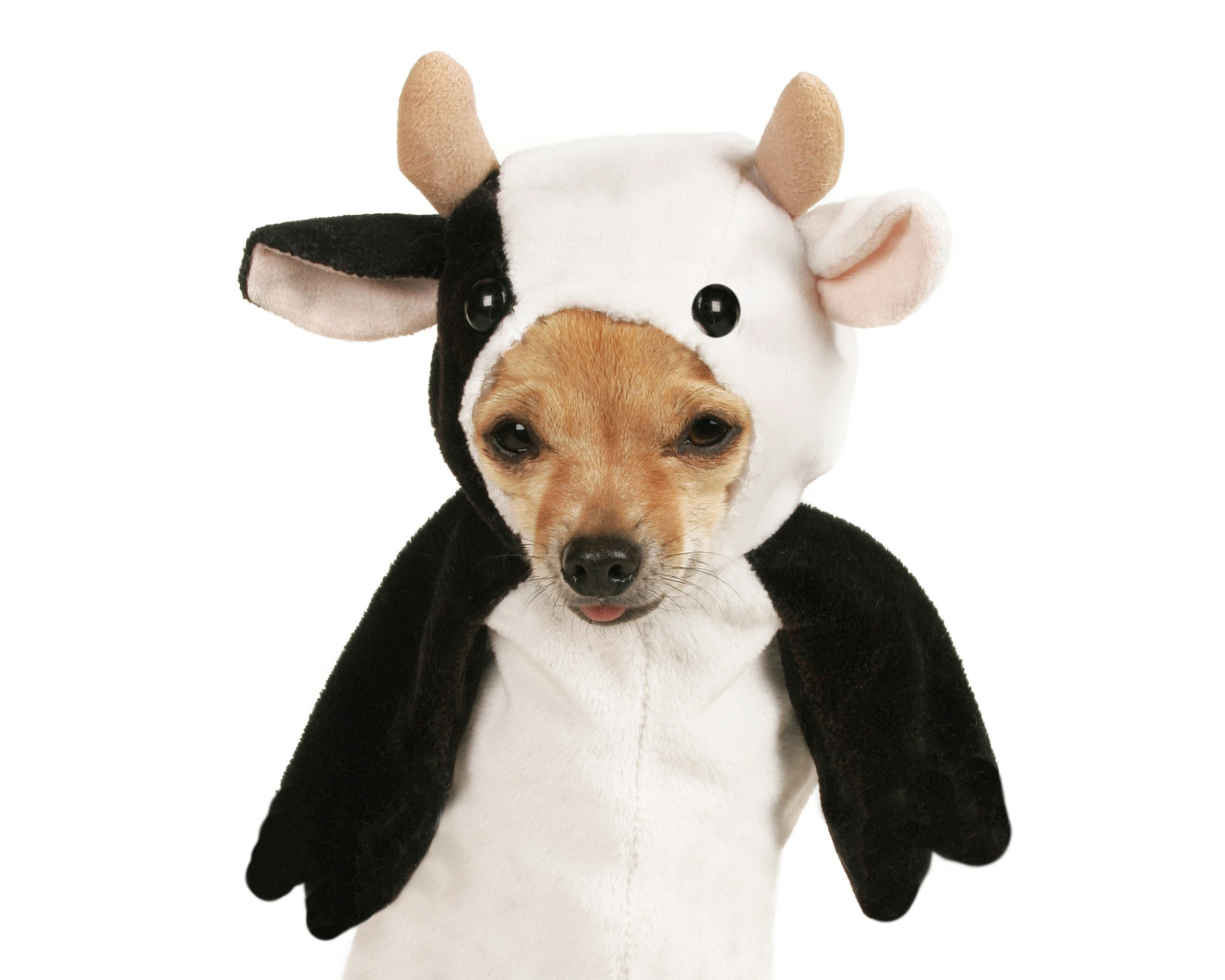 Chihuahua dressed up in a cow costume