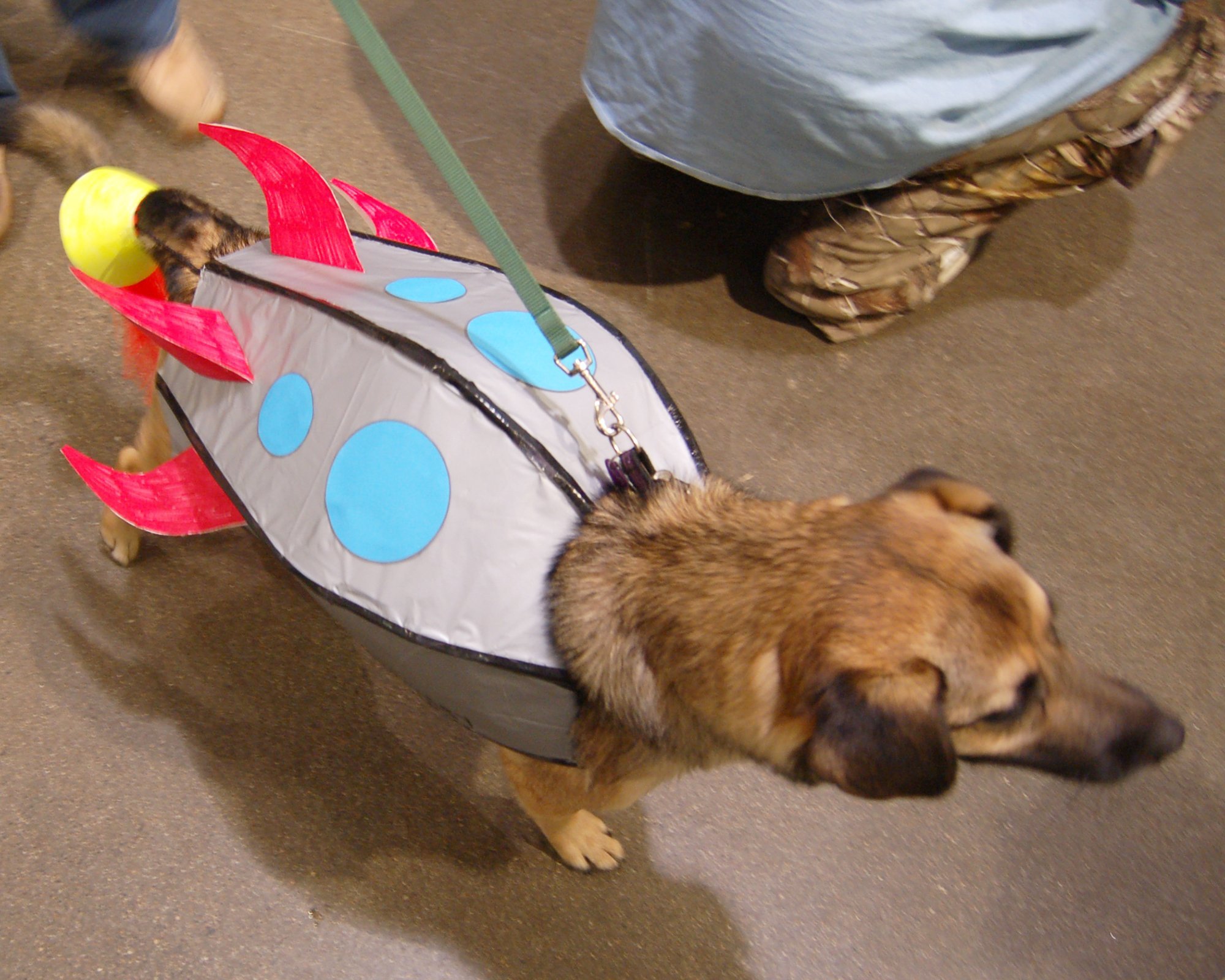dog in rocket costume