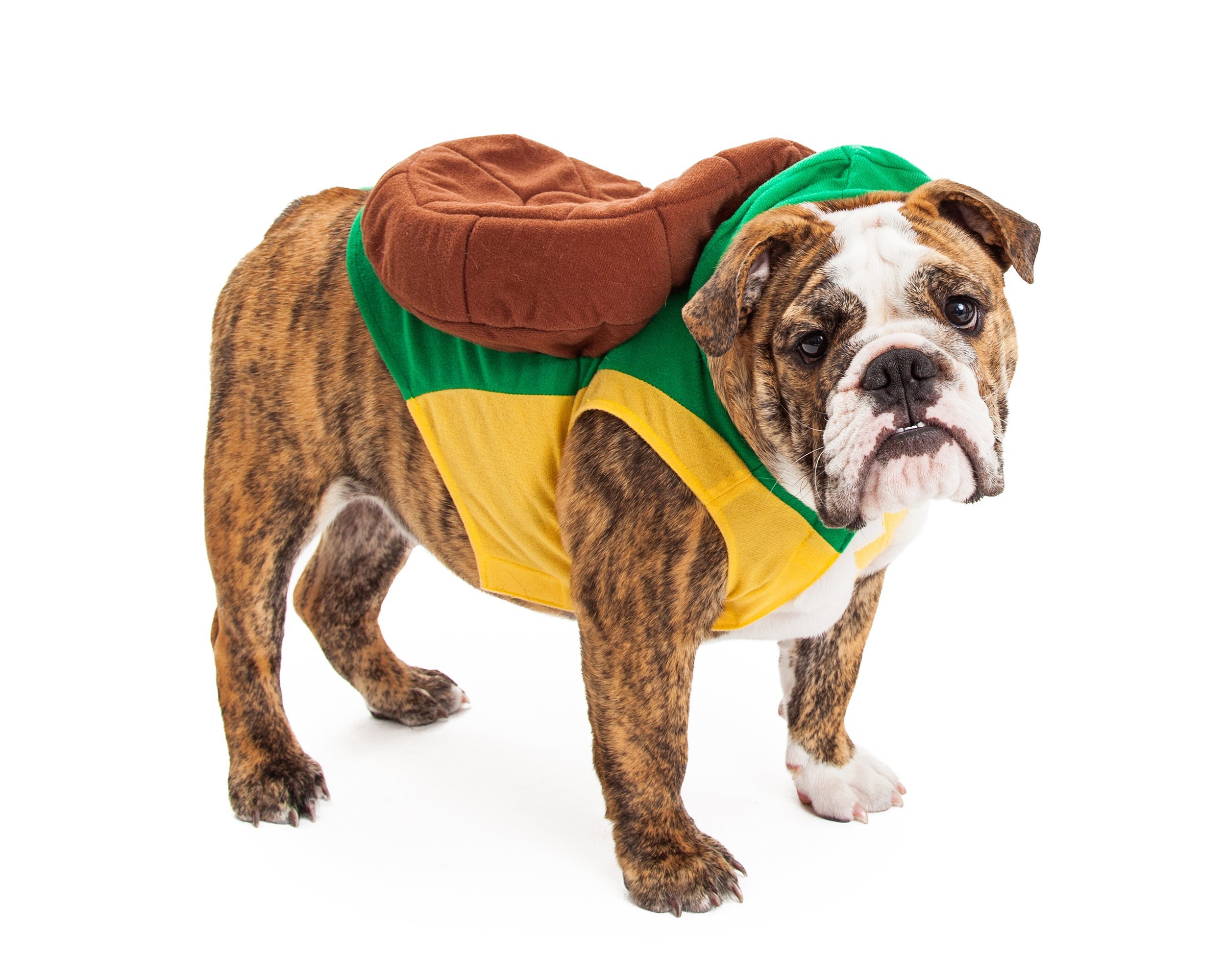 English Bulldog wearing turtle costume