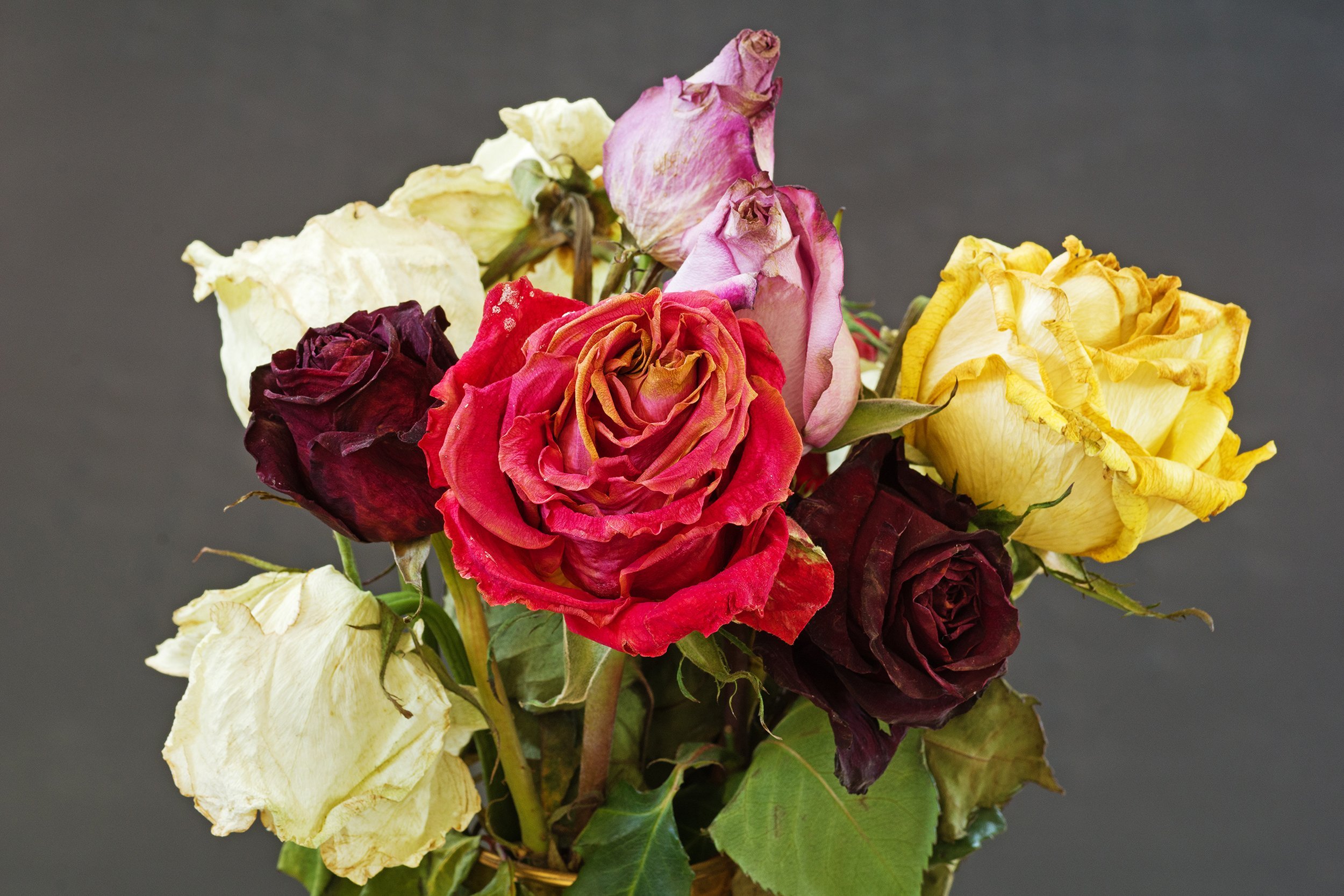 bouquet of old dried wilted roses