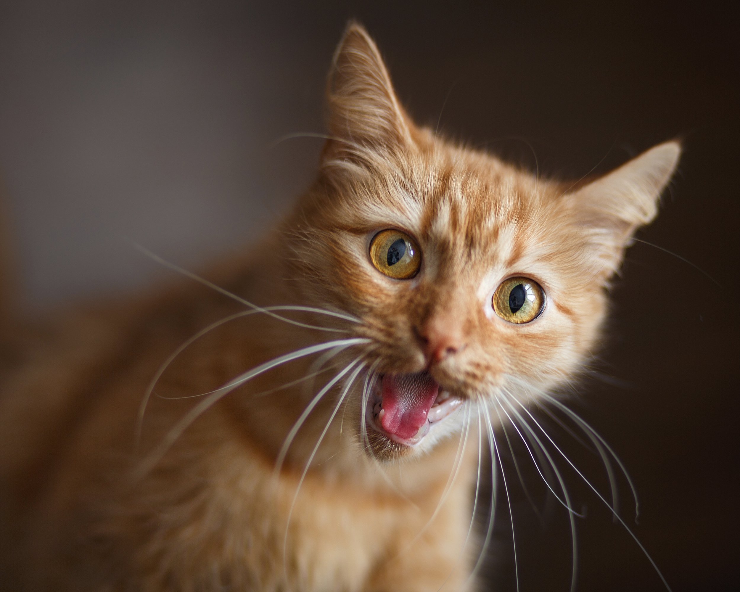 mean ginger kitten