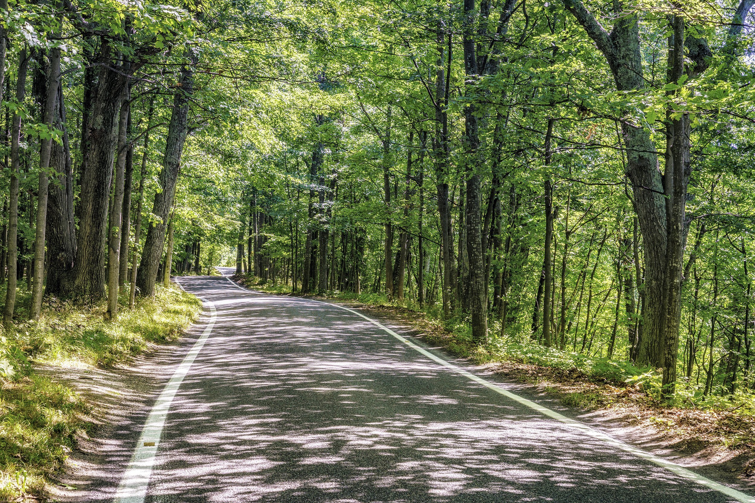 Tunnel of Trees in Michigan