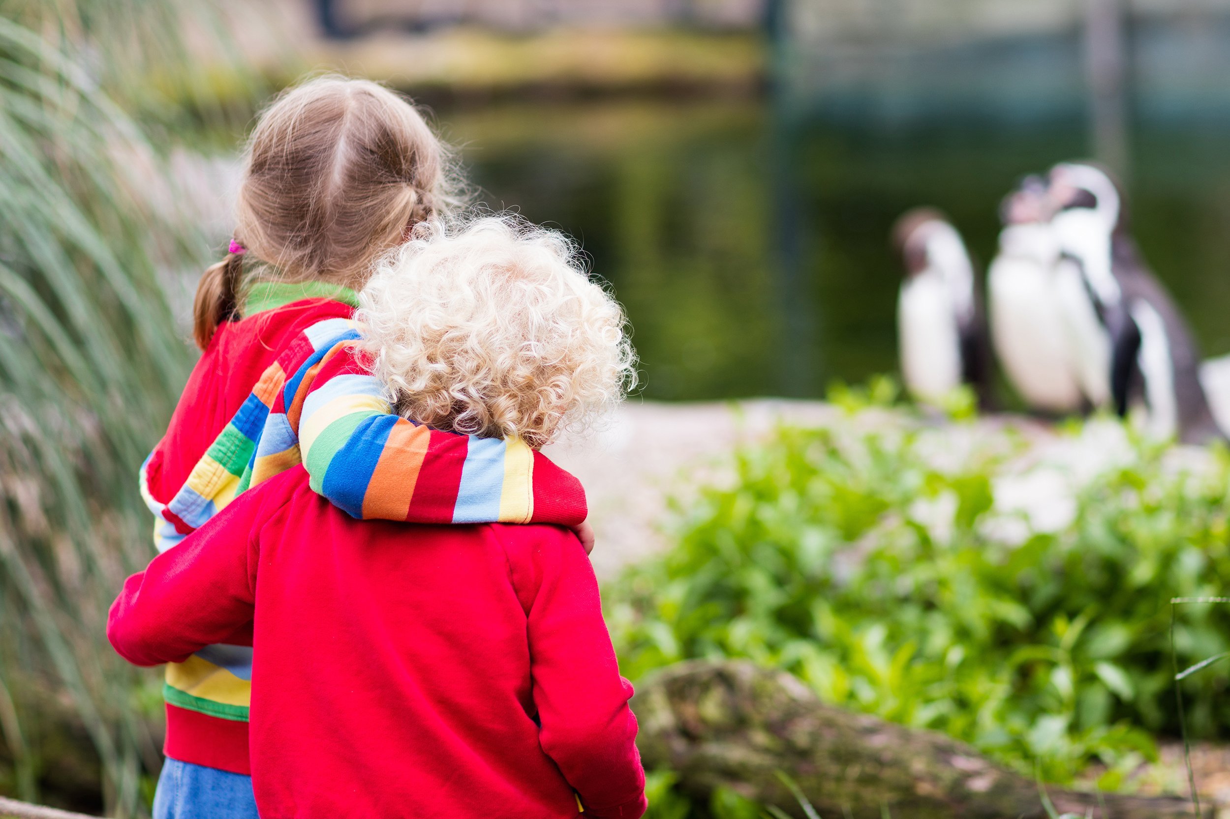 children watching penguins at the zoo