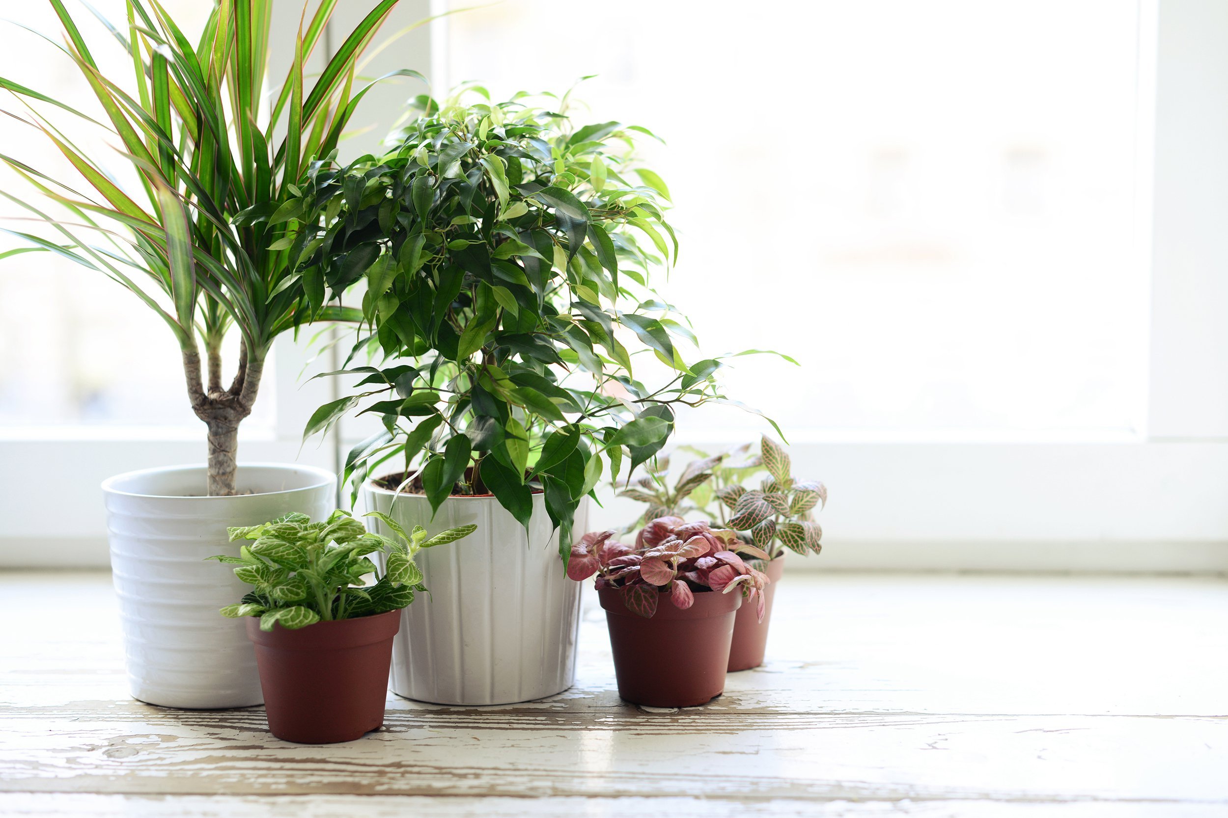 Indoor plants