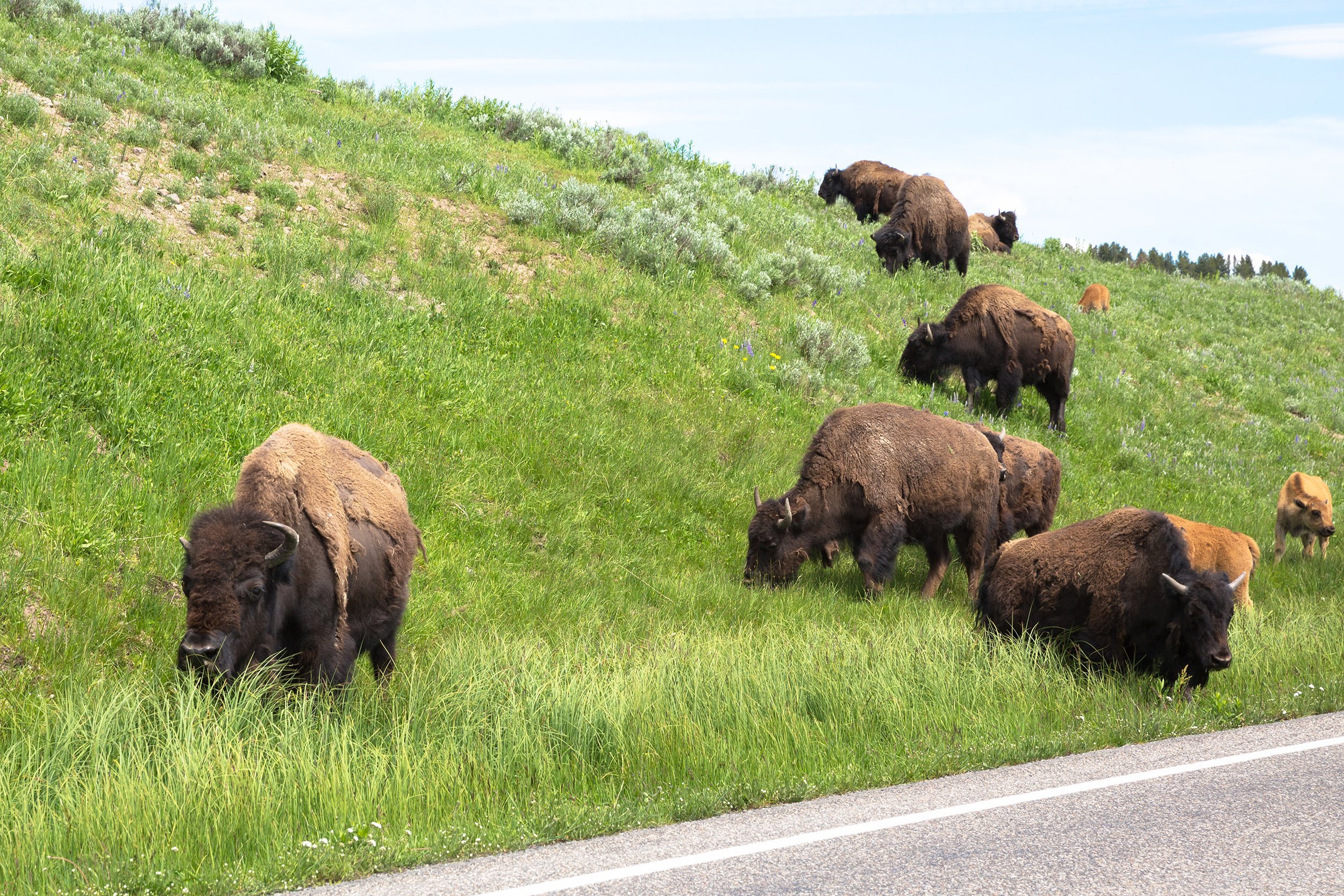 bison at the roadside in Hayden Valley at Yellowstone National Park, Wyoming
