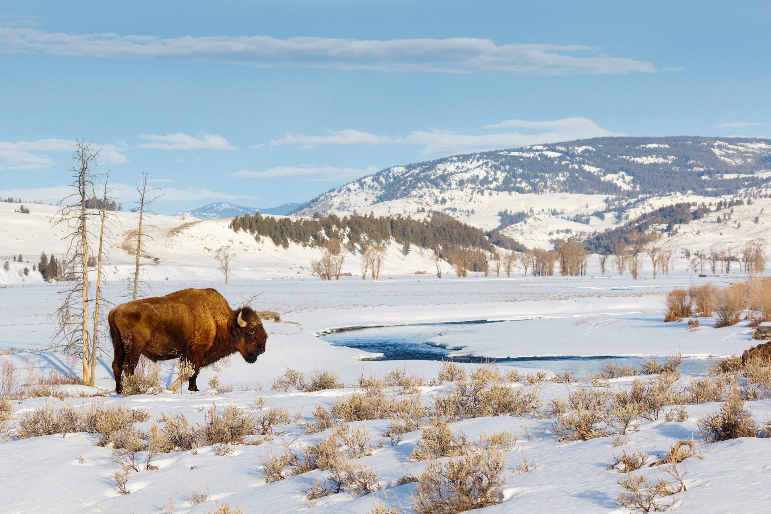 Yellowstone, WY