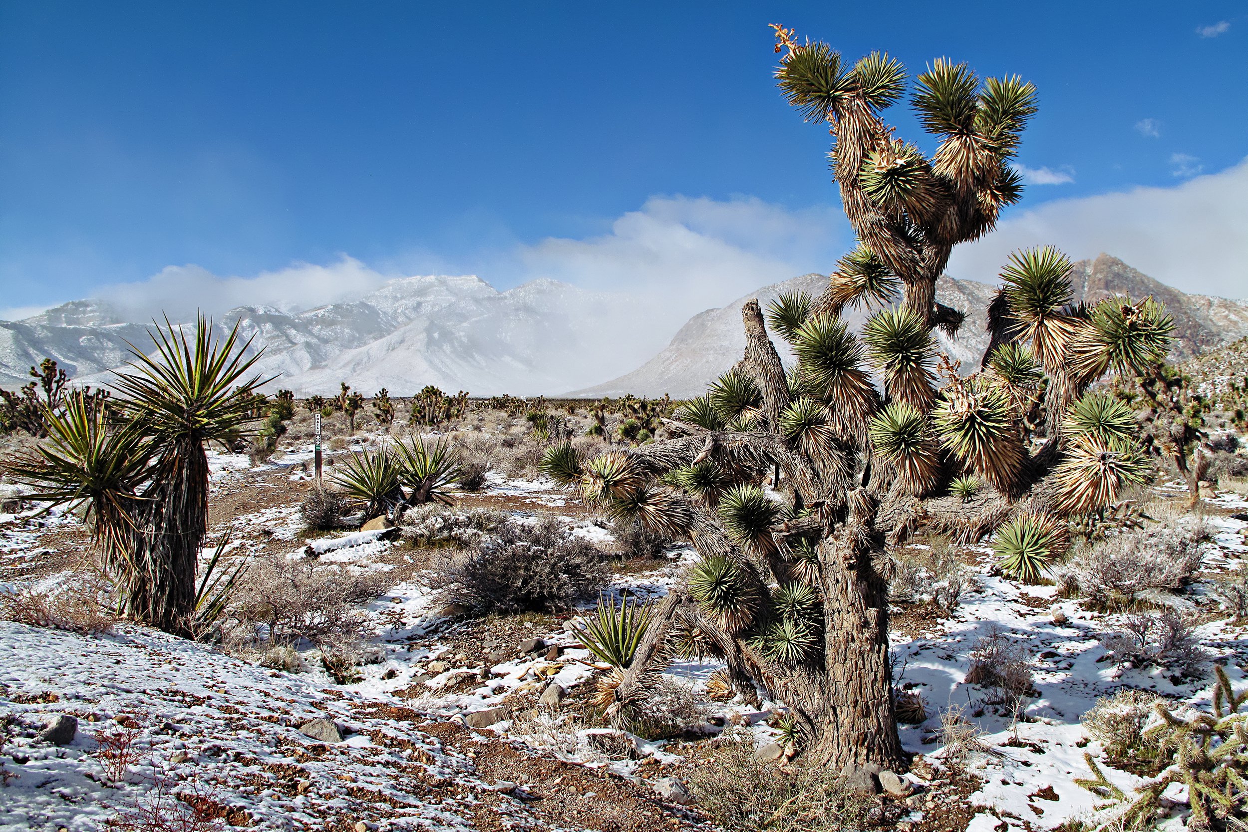Joshua Tree, CA