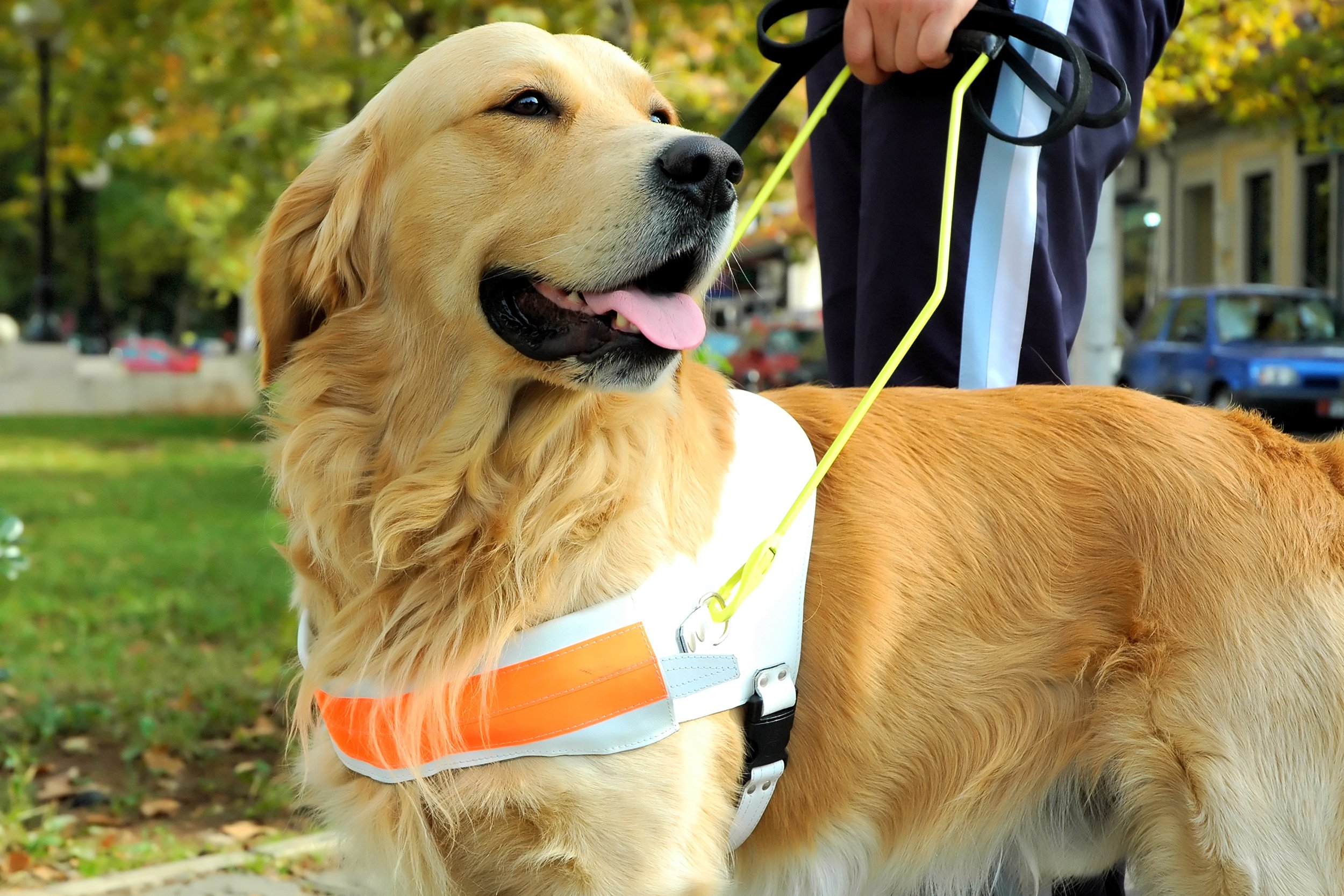 seeing eye dog with human outside
