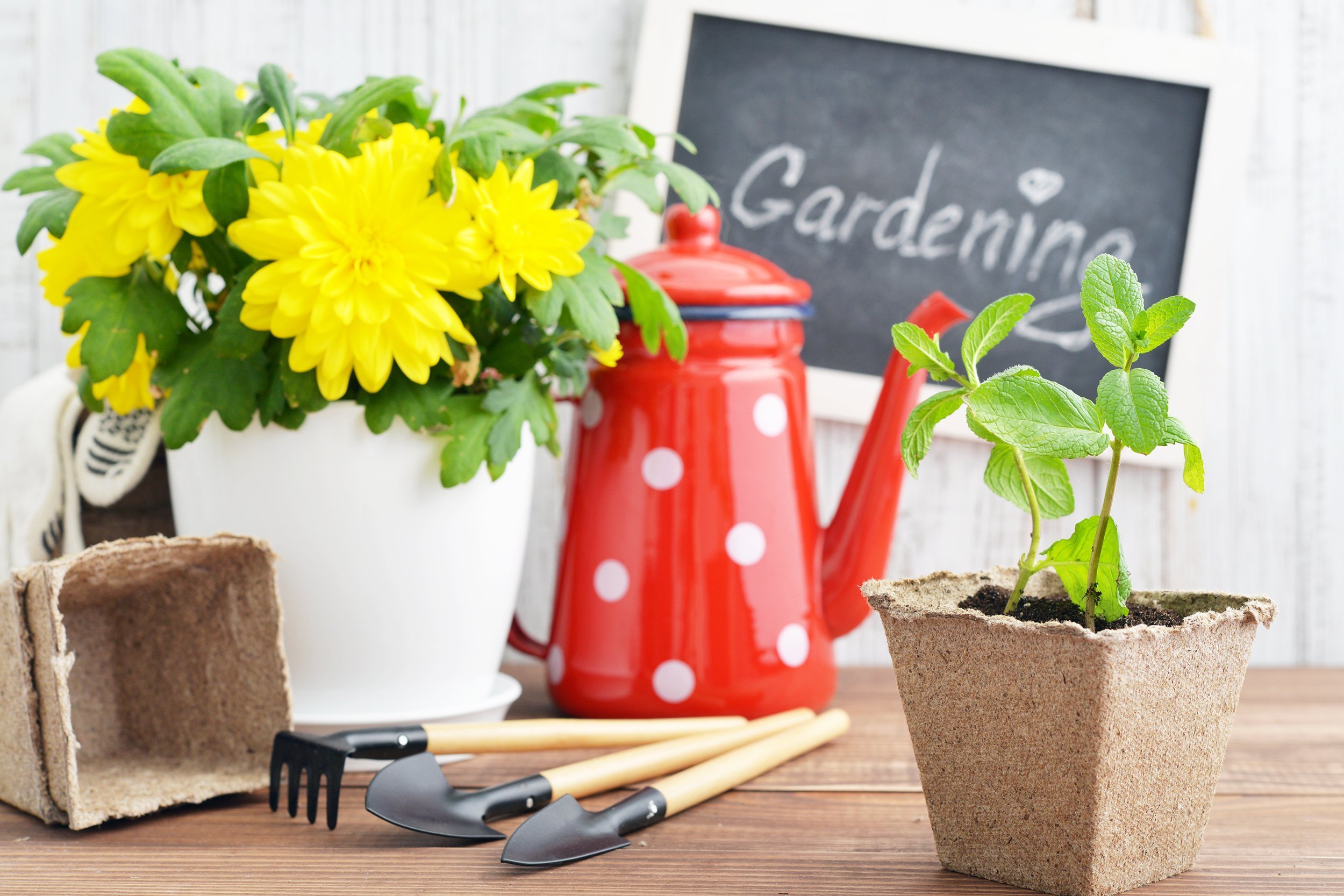gardening tools, watering can, plants and soil on vintage wooden background