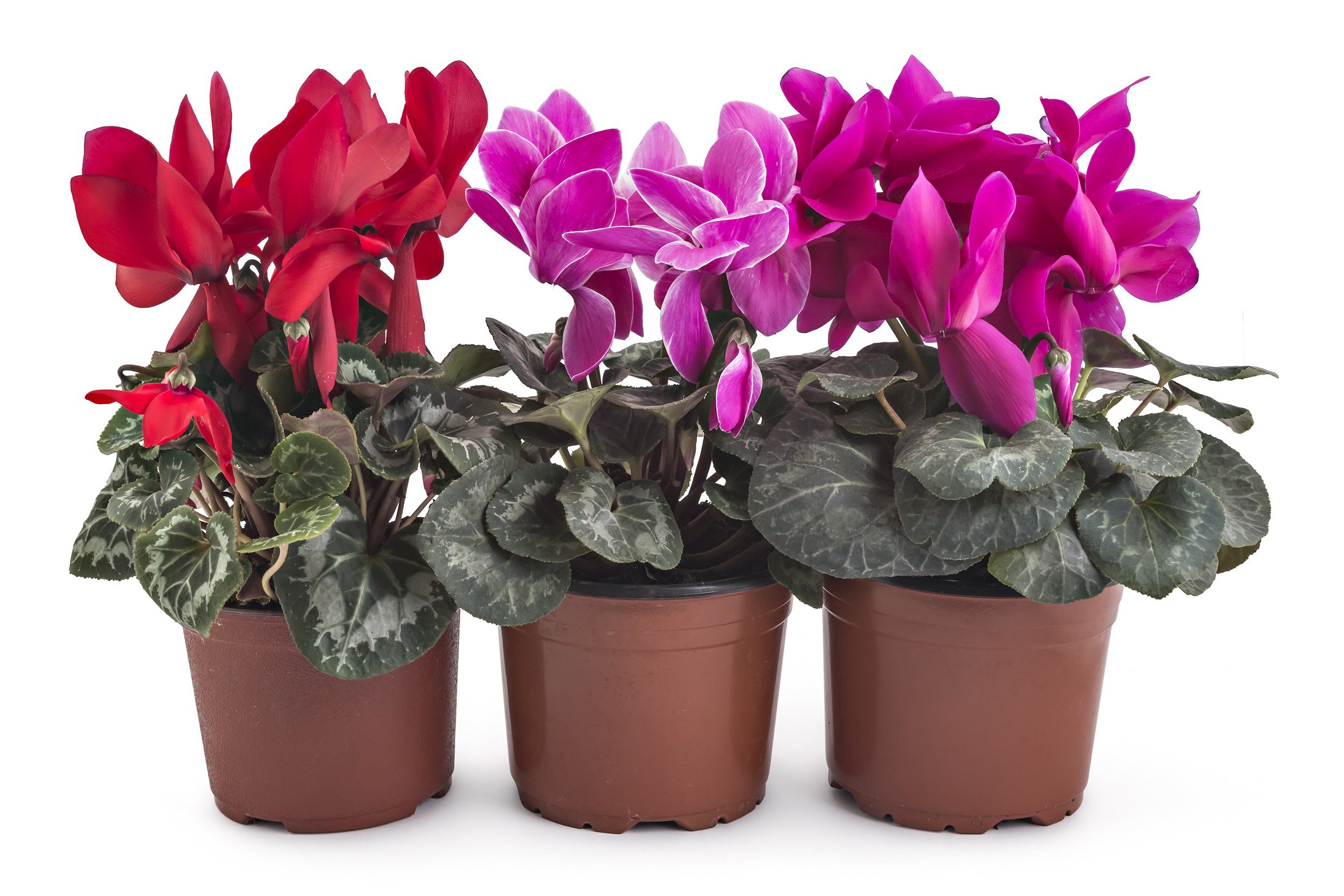 Three potted plants in pink and purple
