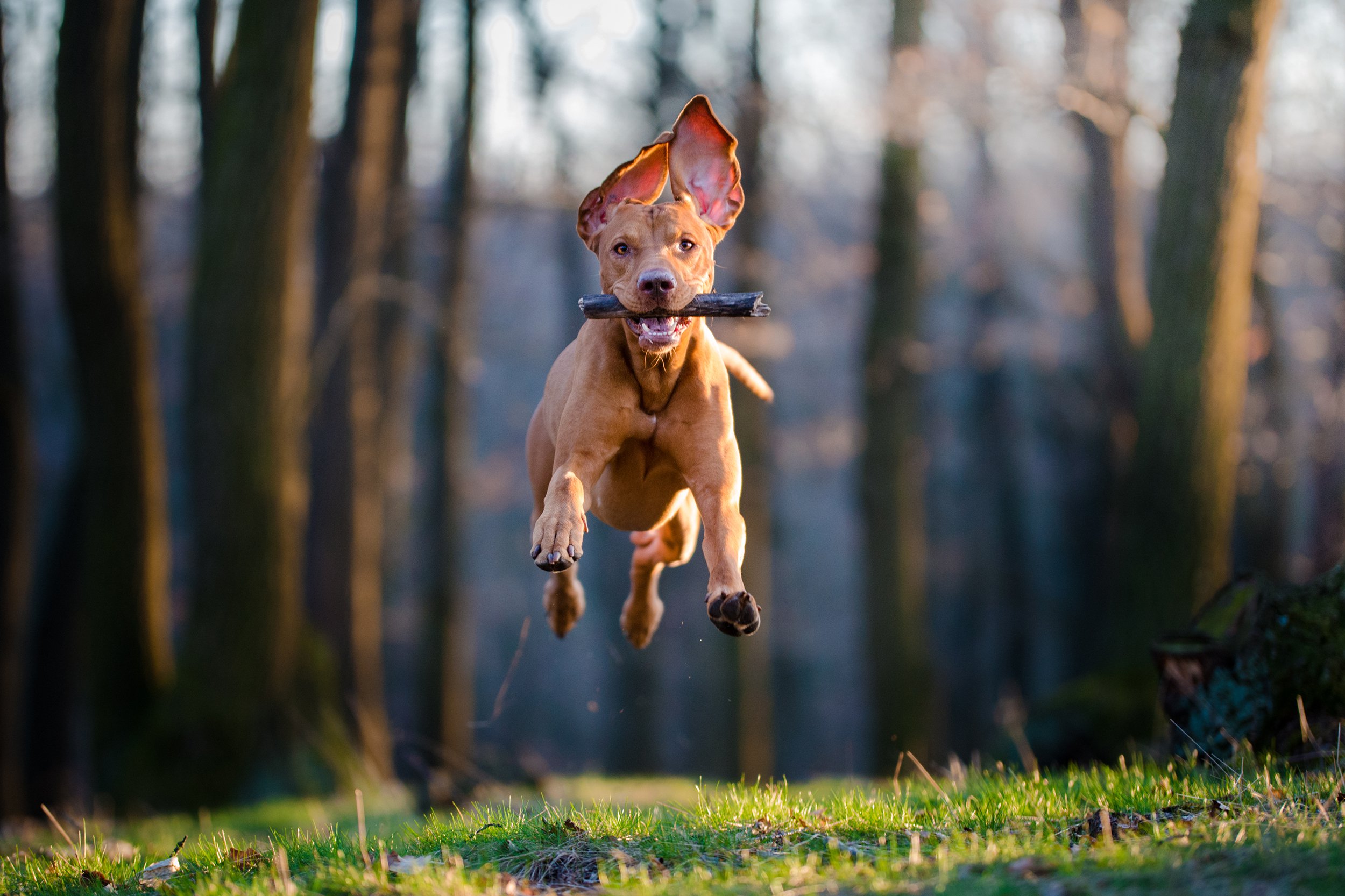 Action shot caught dog running with stick in his mouth