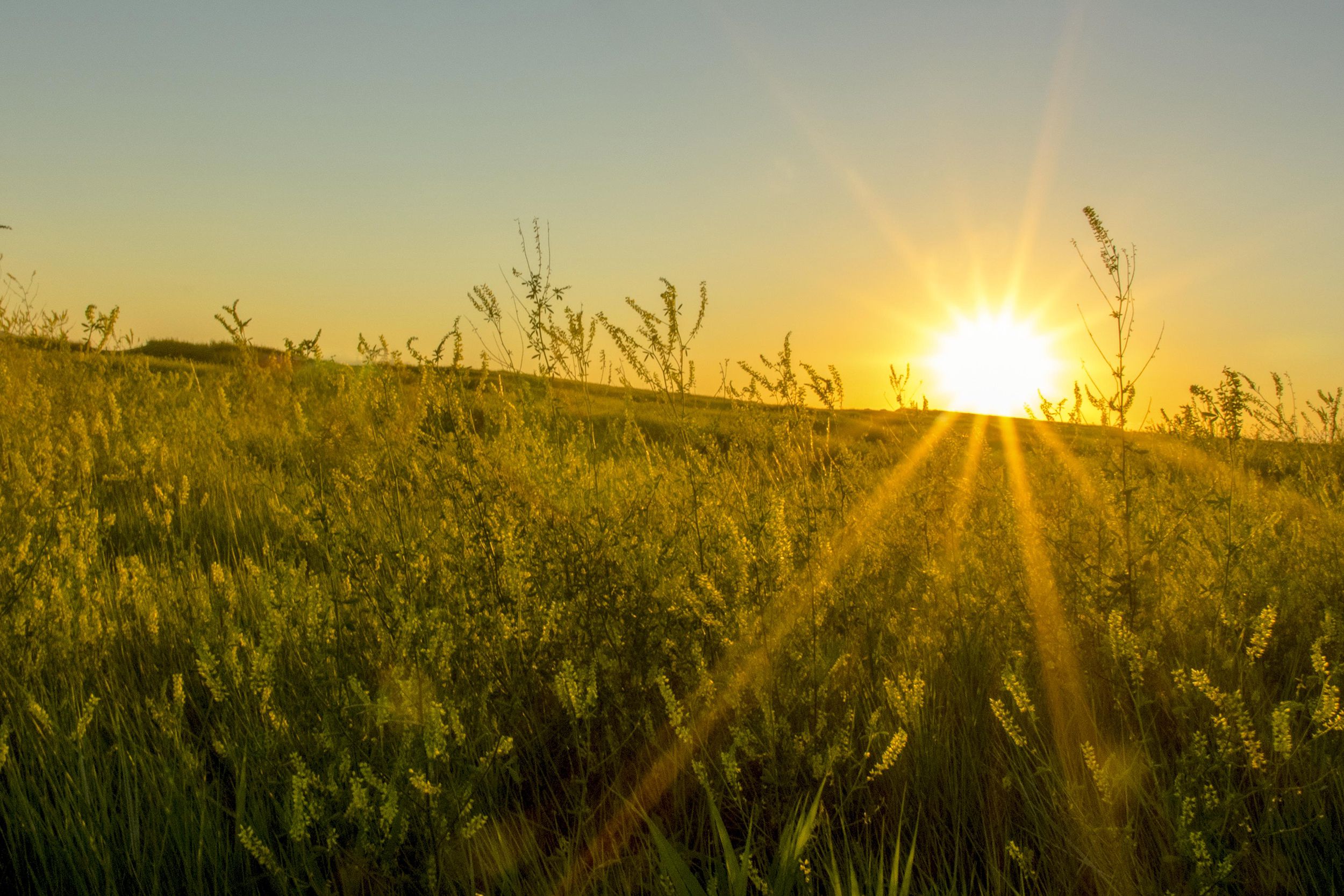 Sunset in a field