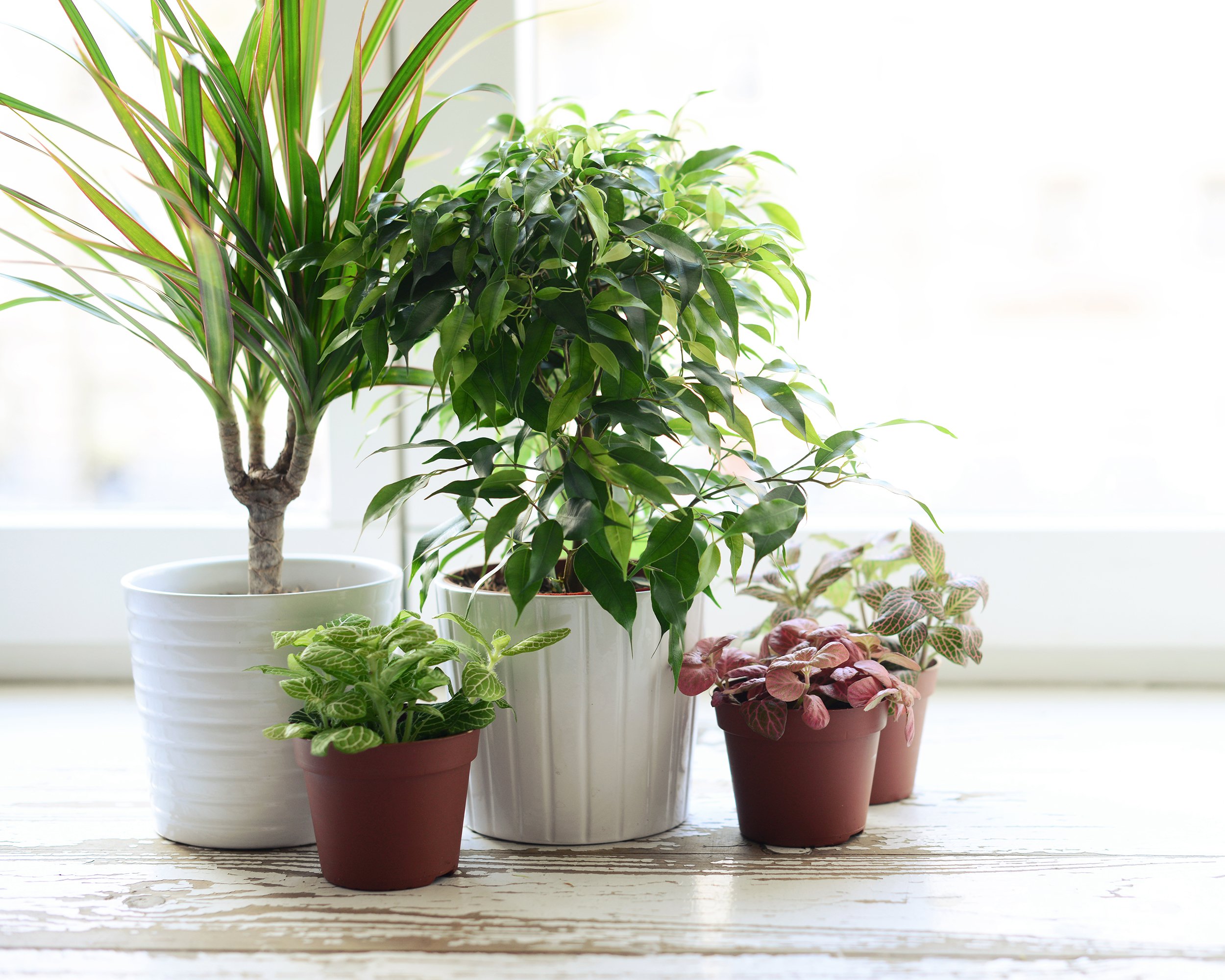 young woman at home showing her plant