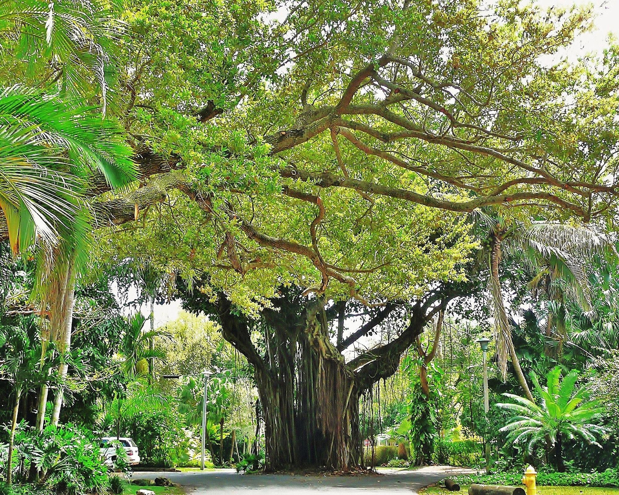 Coconut Grove in Miami
