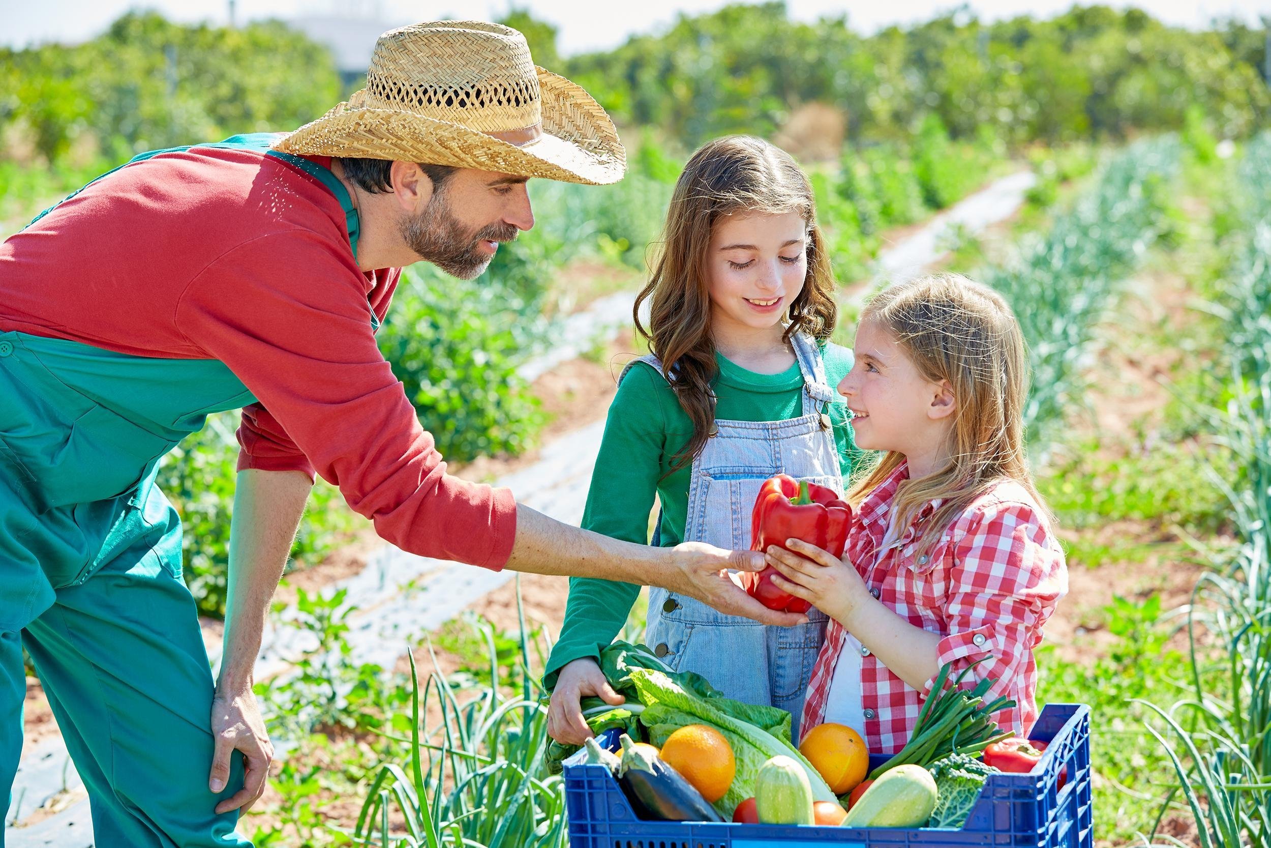farmer man showing vegetables harvest to two girls in orchard