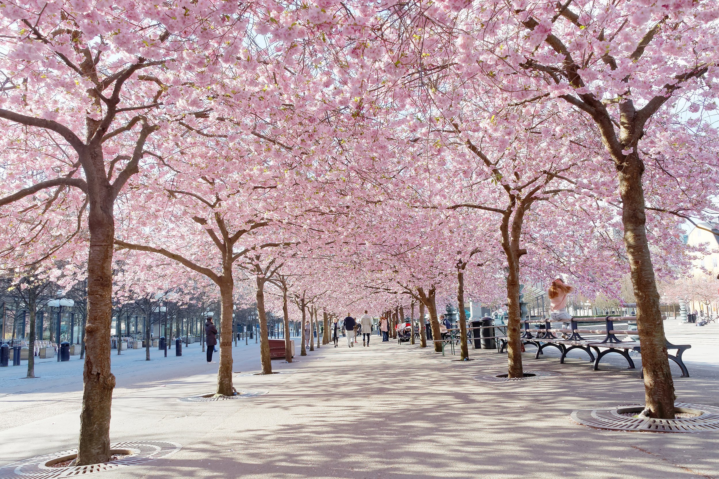 Cherry Blossoms at Kungsträdgården in Stockholm, Sweden